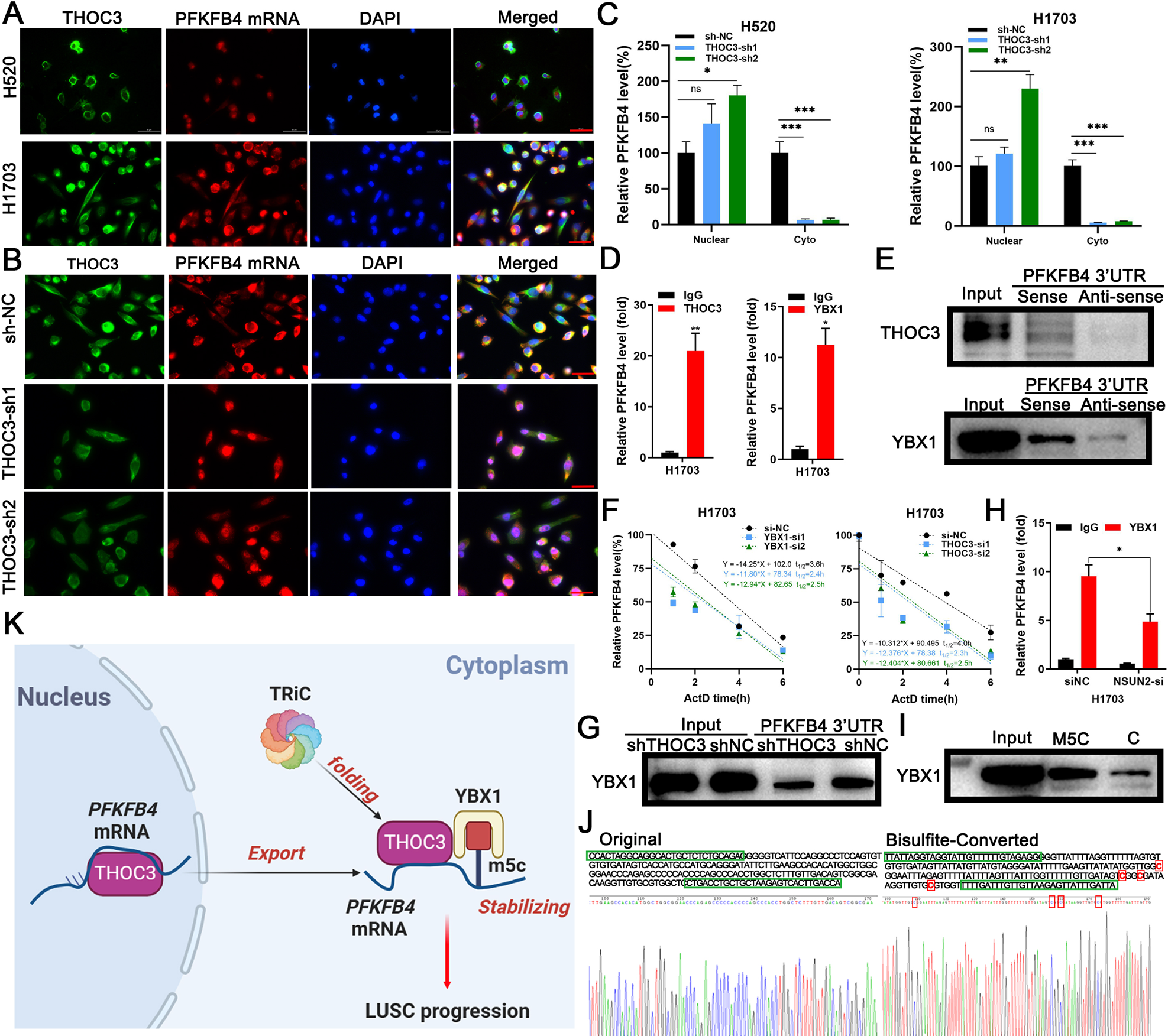 Fig. 7: PFKFB4 mRNA is exported by THOC3 and stabilized by YBX1.