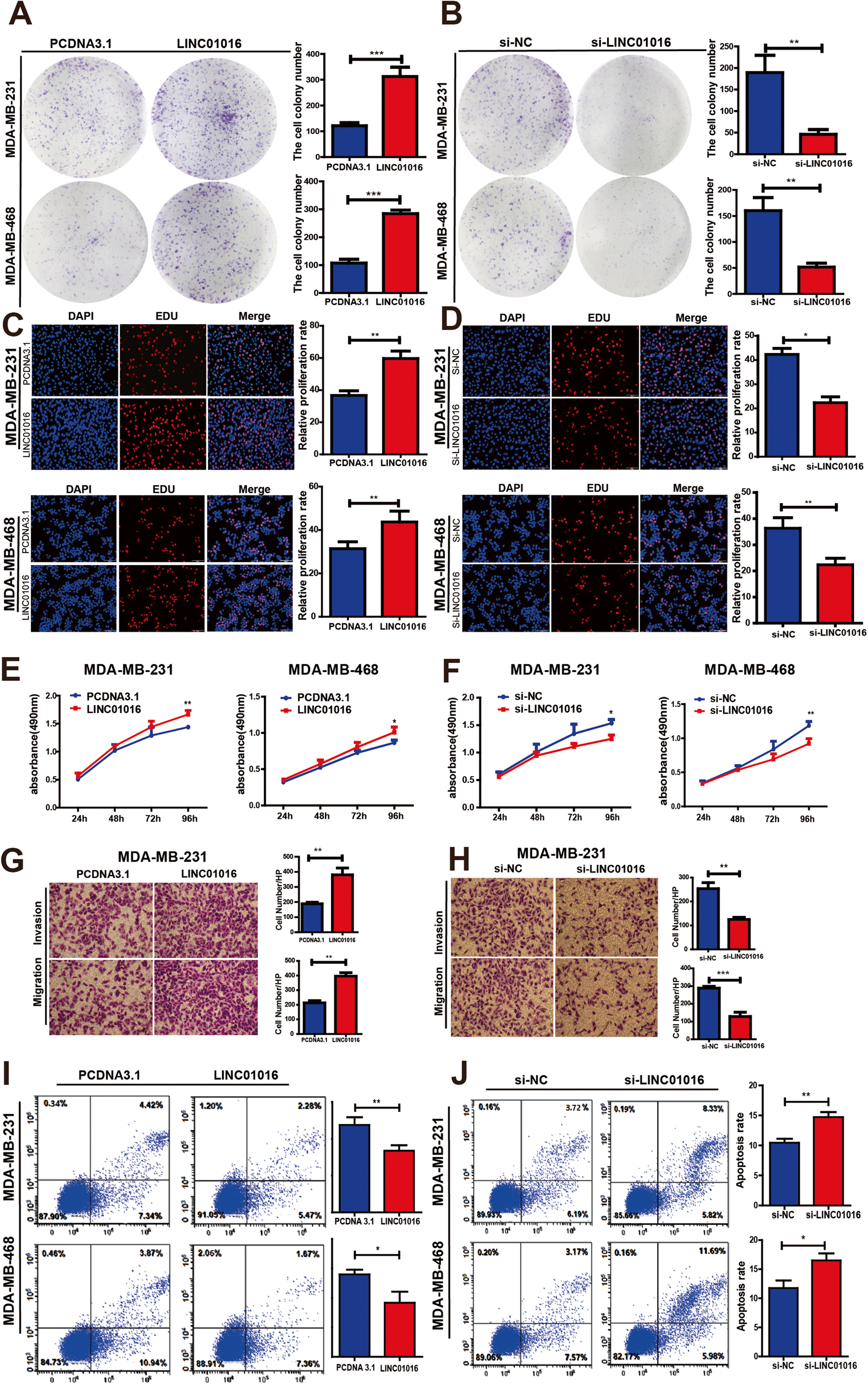 Fig. 3: LINC01016 is is associated with BC progression.