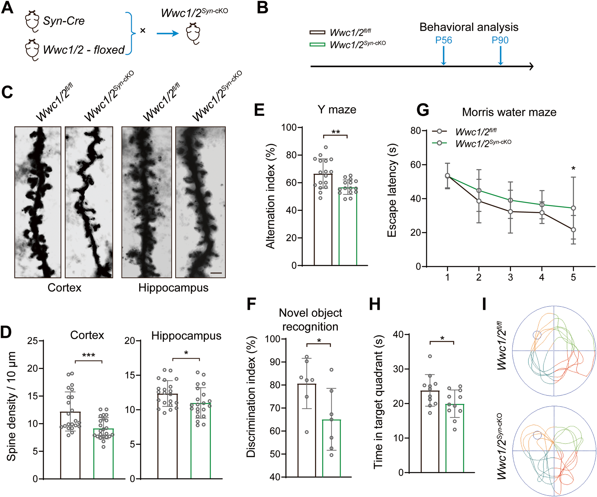 Fig. 5: Defective spinogenesis and cognition in WWC1/2-deficient mice.