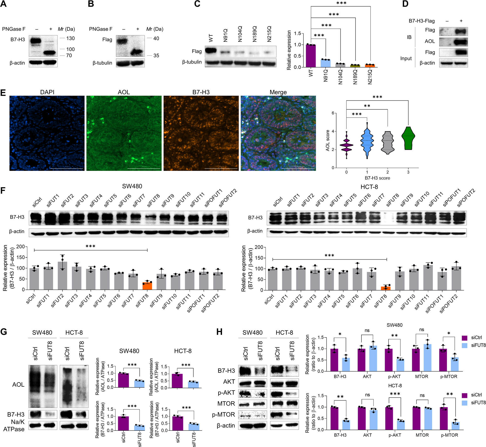 Fig. 1: B7-H3 is N-glycosylated and core fucosylated in CRC cells.