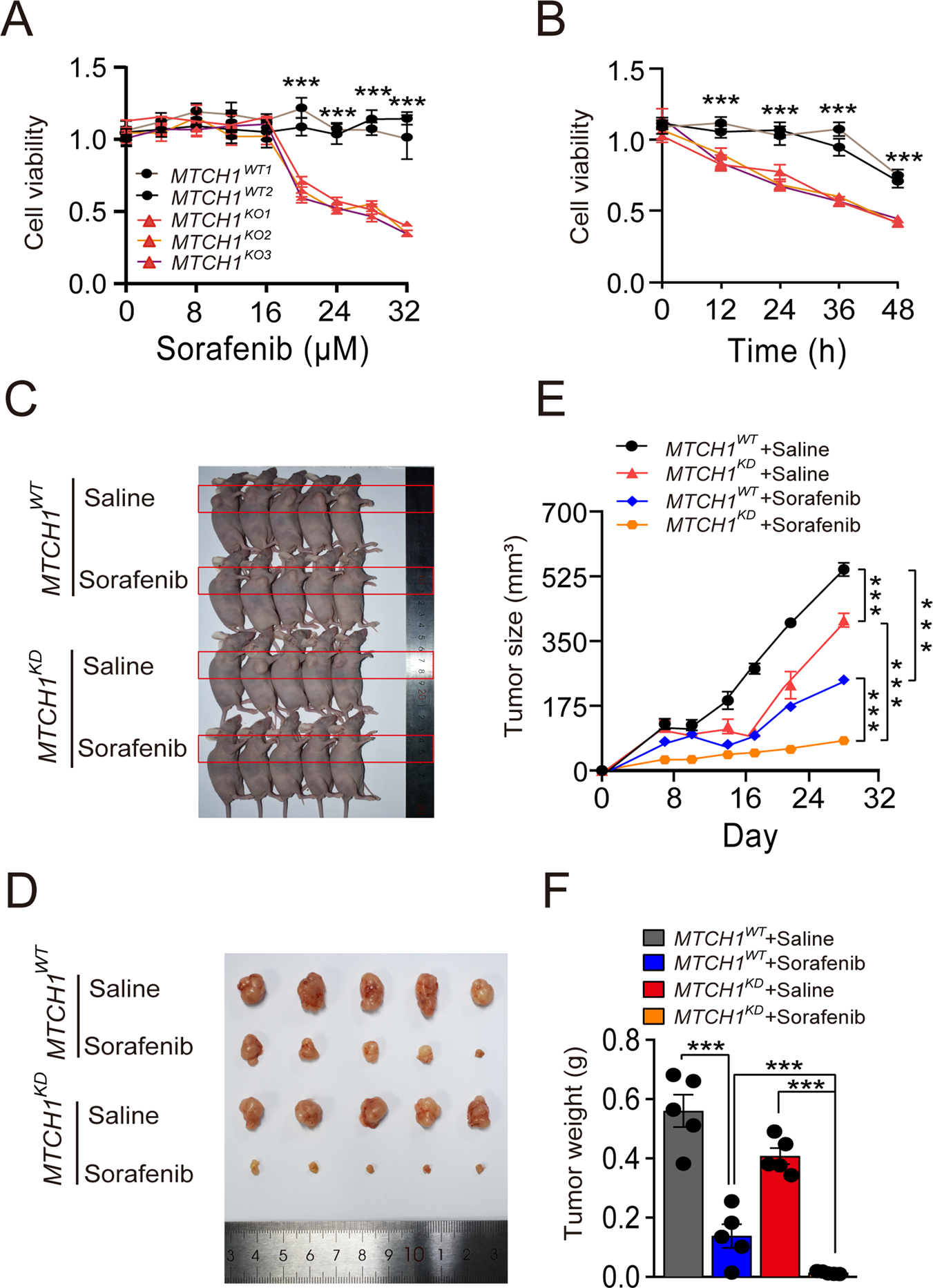 Fig. 6: Targeting MTCH1 promoted the antitumor activity of Sorafenib.