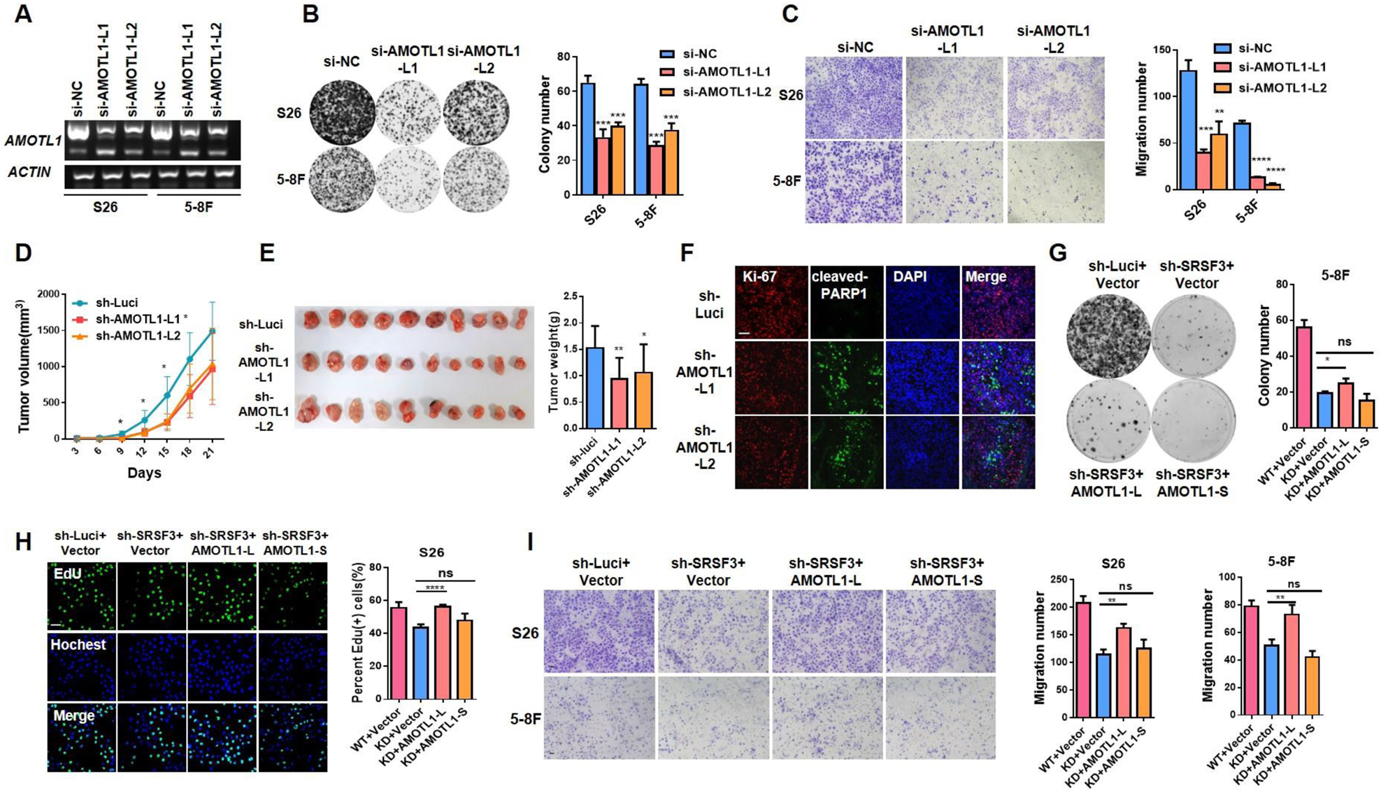 Fig. 5: AMOTL1-L mediates the tumorigenic function of SRSF3 in NPC.