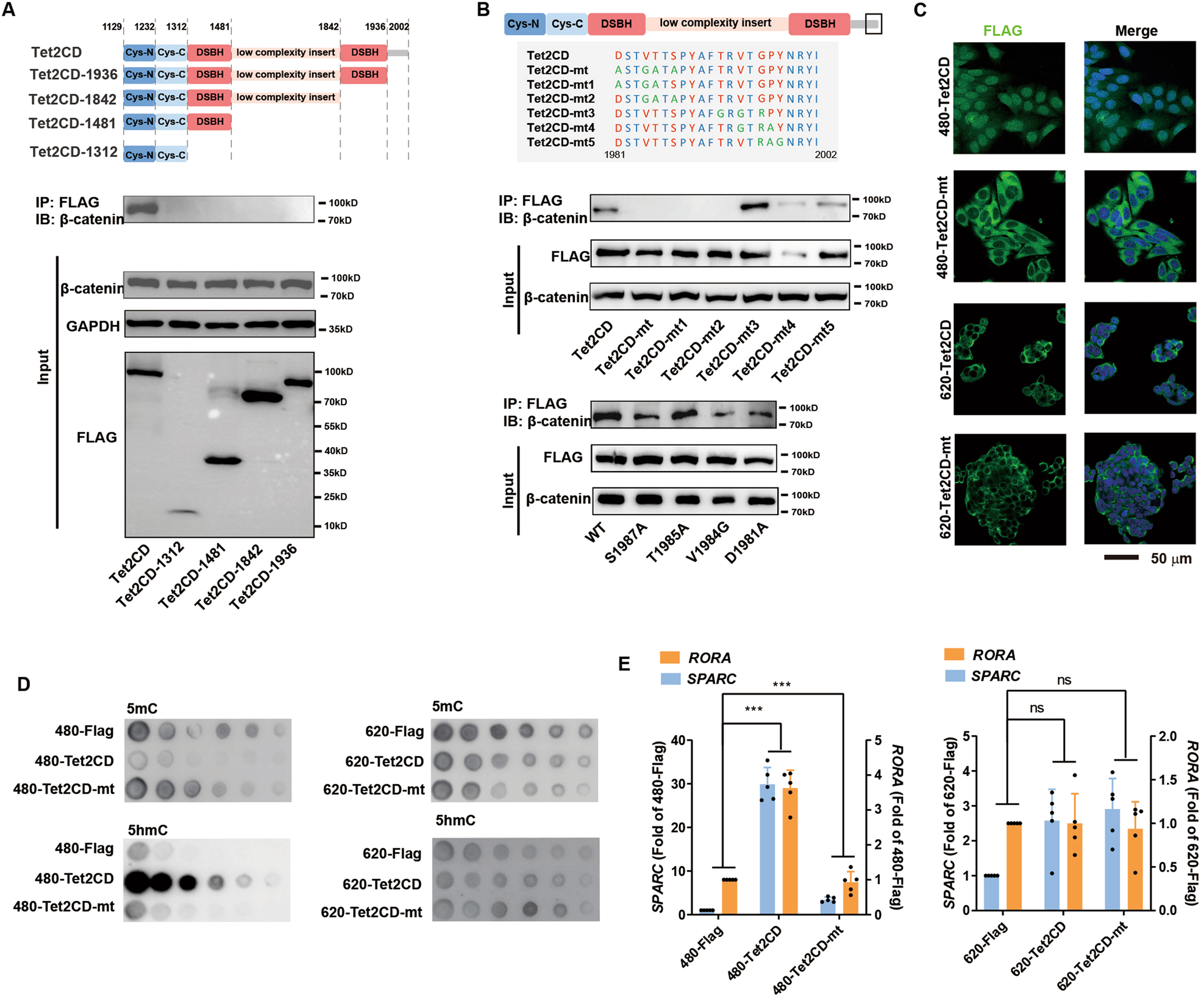 Fig. 5: Key sites of TET2 were identified to be crucial for the interaction with β-catenin.