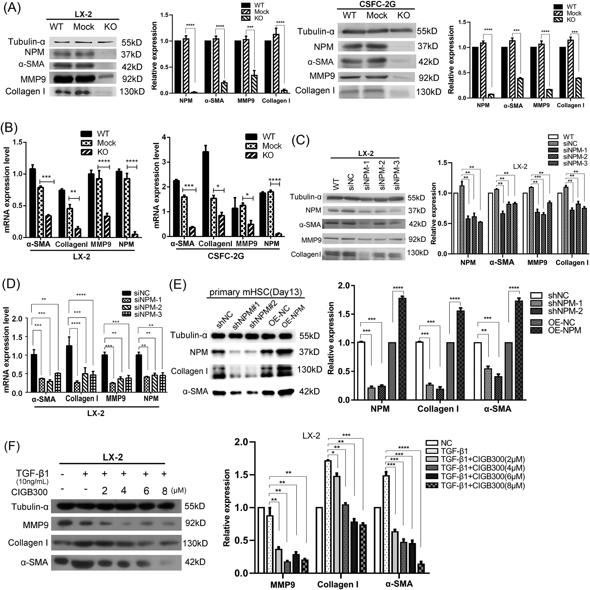 Fig. 2: Silencing or functional inhibition of NPM in LX-2 cells significantly decreased the expression of liver fibrosis markers α-SMA, collagen I, and MMP9.