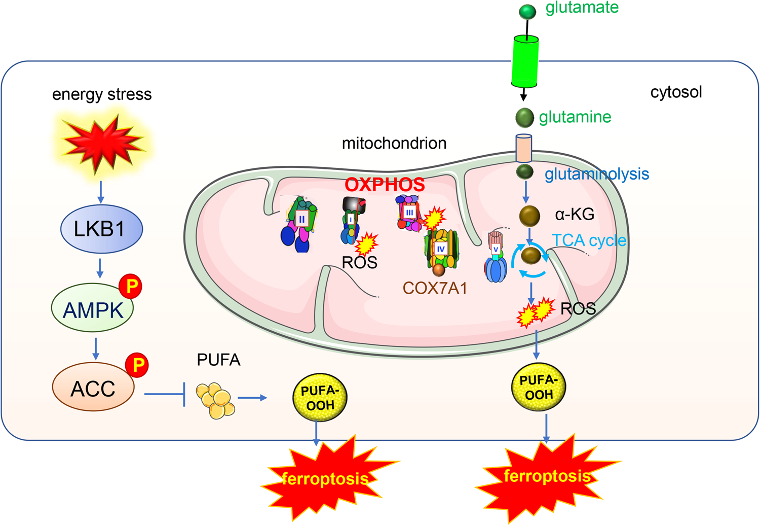 Fig. 3: Mitochondria OXPHOS pathway and TCA cycle participate in the ferroptosis.