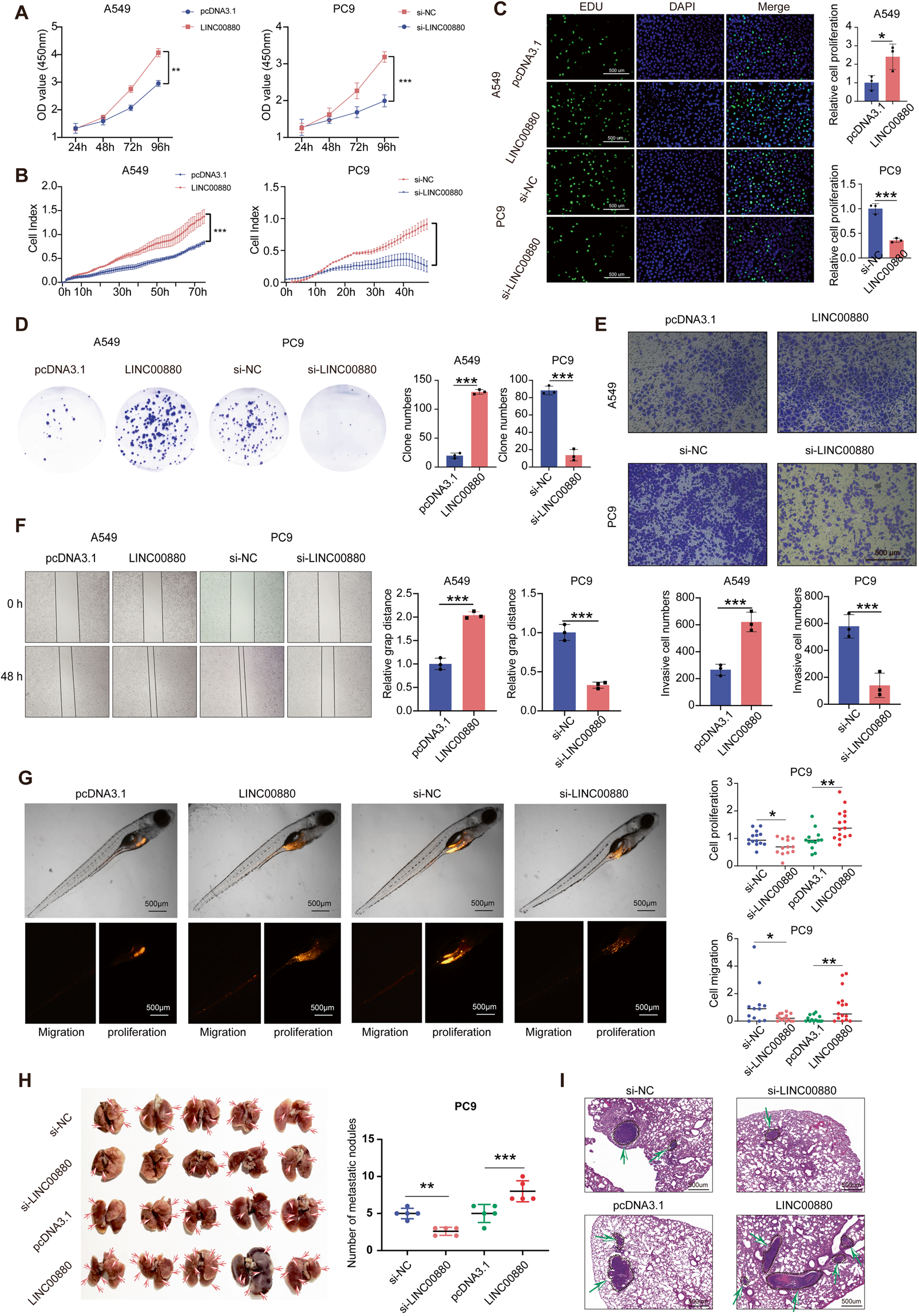 Fig. 3: LINC00880 sustains malignant progression of LUAD in vitro and in vivo.