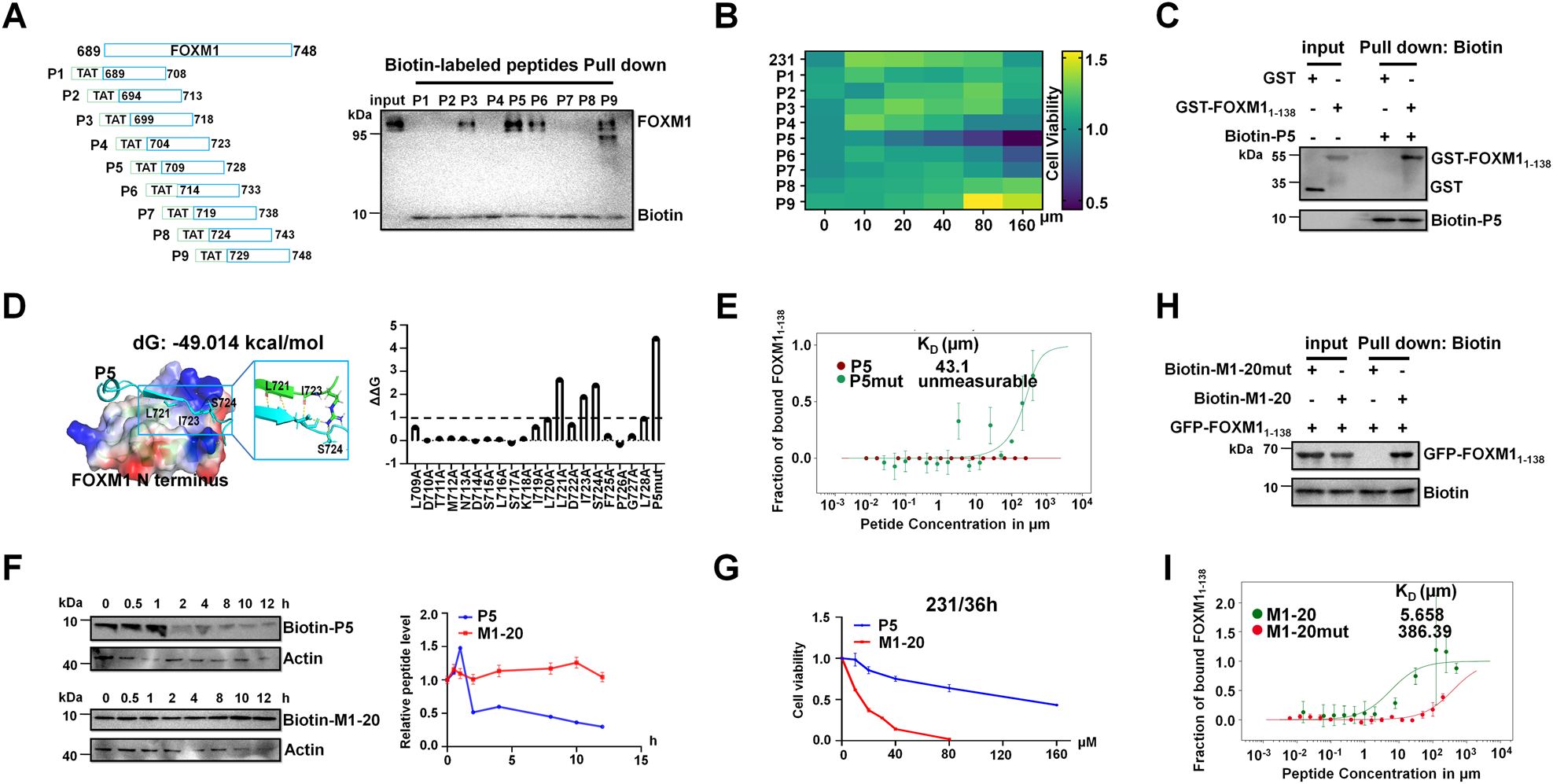 Fig. 2: The screening of the FOXM1-interacting peptide M1-20.