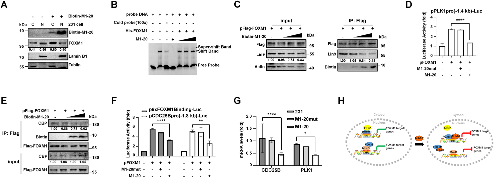 Fig. 5: M1-20 inhibited FOXM1-related transcriptional activities.