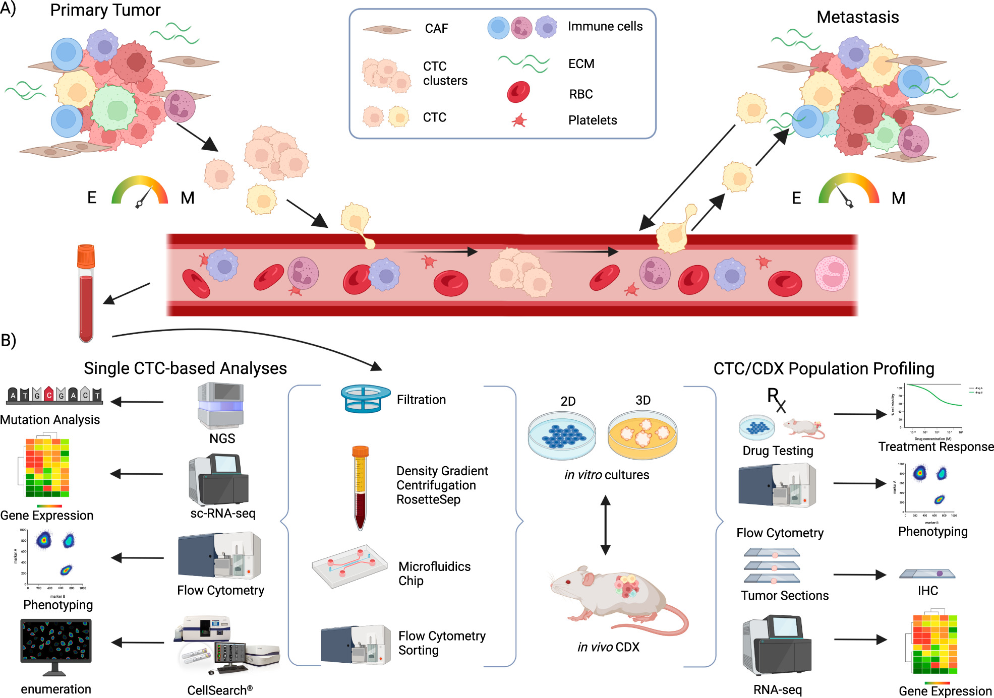 Circulating tumor cell-derived preclinical models: current status and  future perspectives | Cell Death & Disease