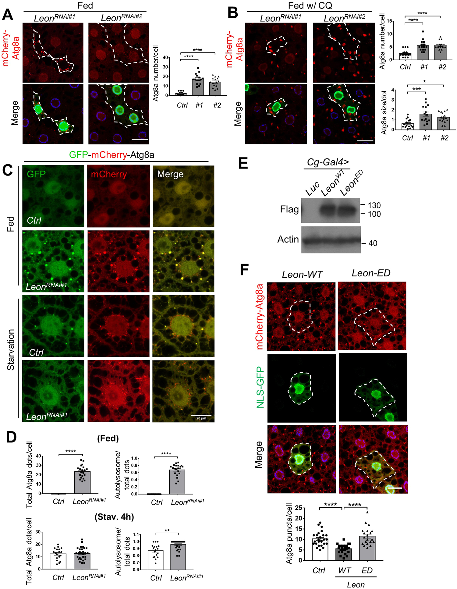 Fig. 1: Leon depletion enhances autophagosome formation and autophagic flux.