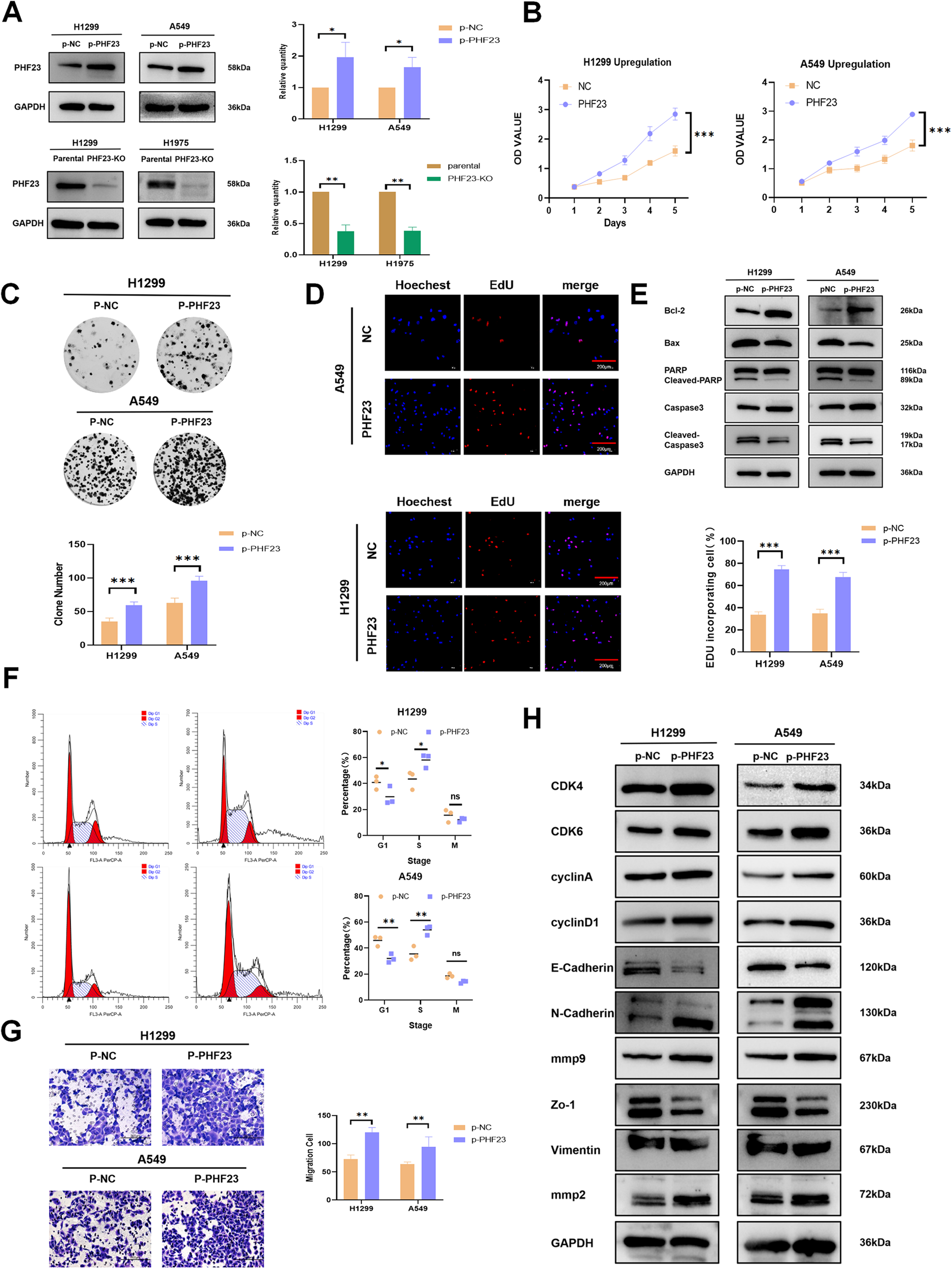 Fig. 2: PHF23 promotes the proliferation and migration of NSCLC cells.