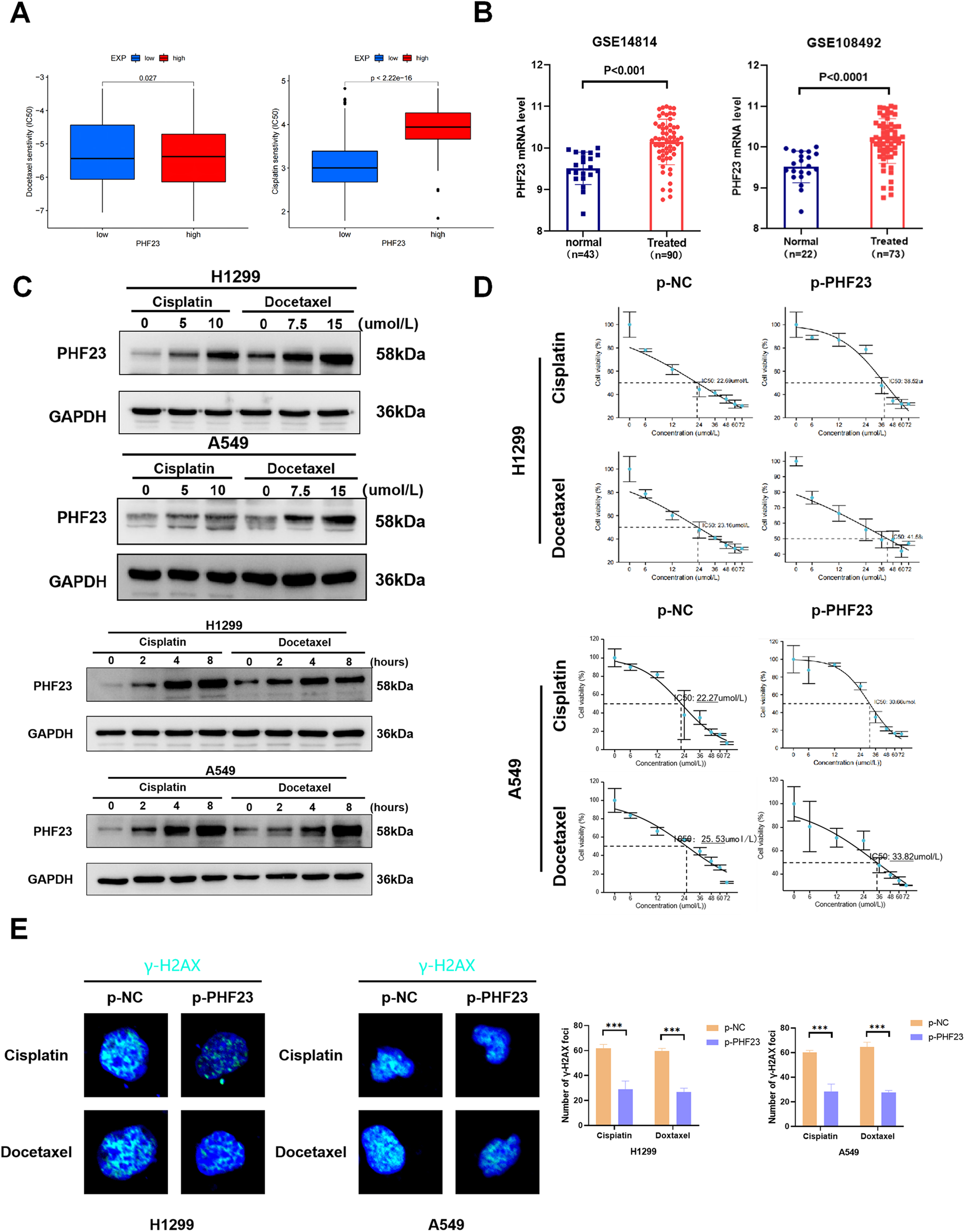 Fig. 3: PHF23 enhances chemotherapy resistance and DNA damage repair in lung cancer cells.