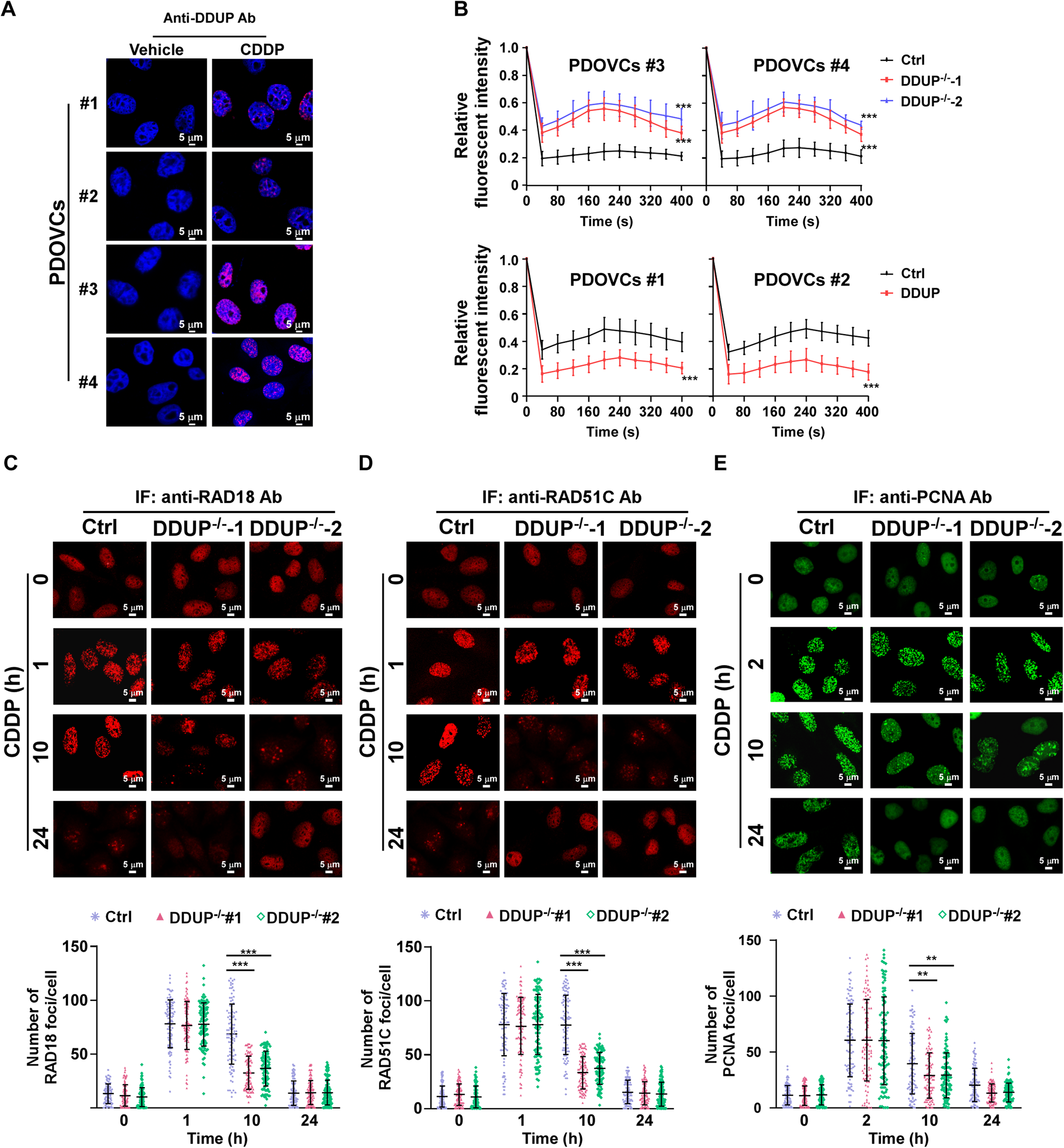 Fig. 4: DDUP KO reduced the effect of RAD18 on DNA damage repair.