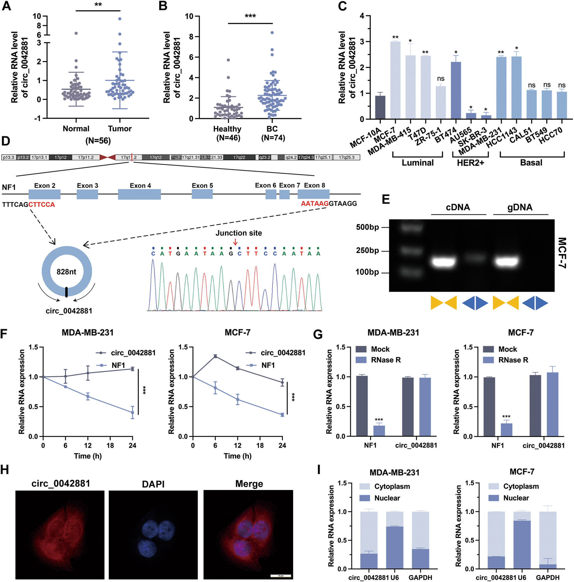 Fig. 1: Circ_0042881 is highly expressed in breast cancer.