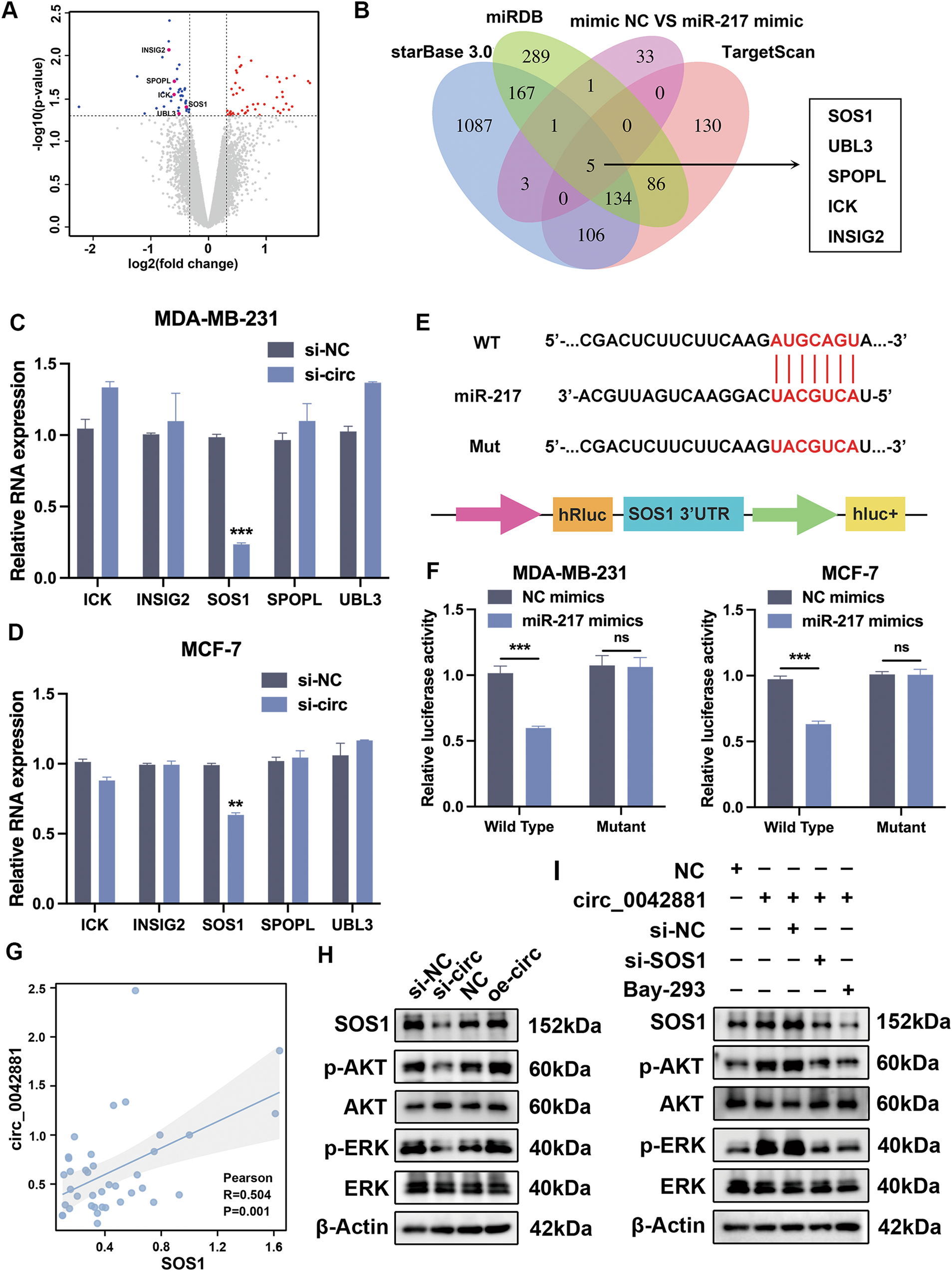 Fig. 5: SOS1 is targeted by miR-217.
