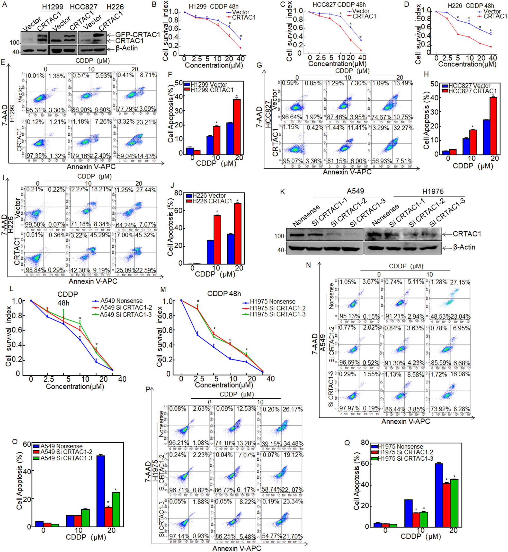Fig. 2: CRTAC1 increases the cisplatin sensitivity of NSCLC in vitro.