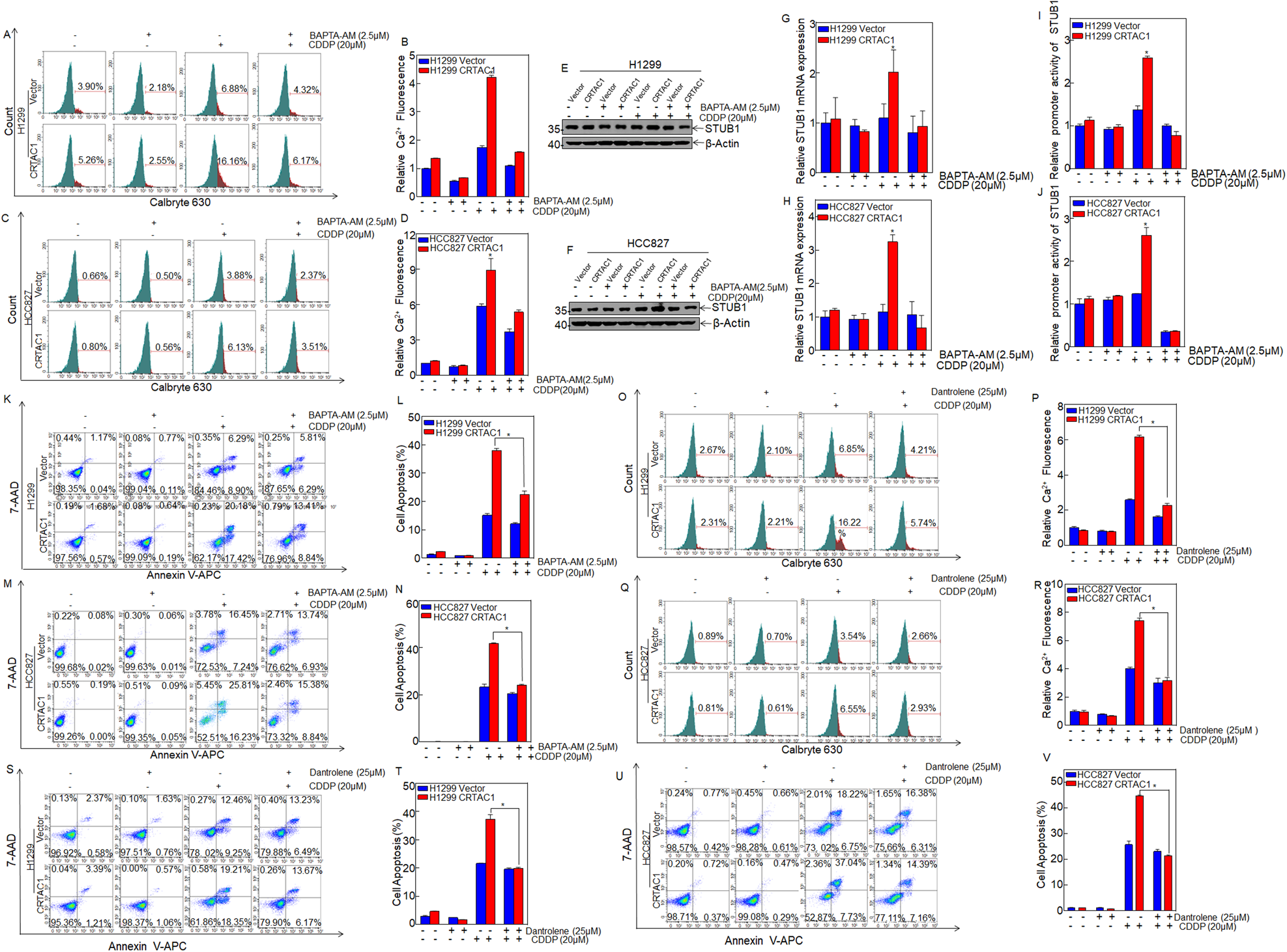 Fig. 7: CRTAC1 increases cisplatin-induced intracellular calcium levels by releasing calcium through the RyR channel.