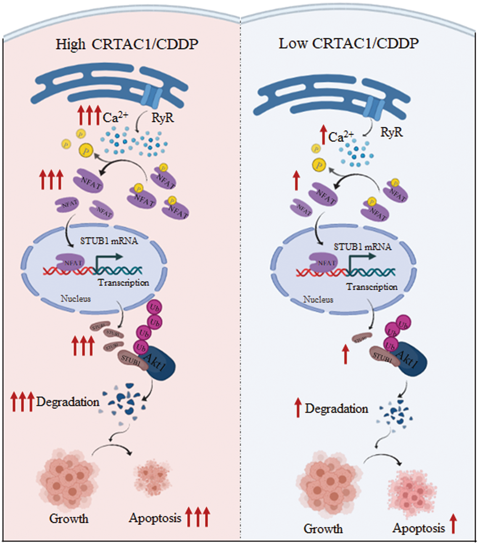 CRTAC1 enhances the chemosensitivity of non-small cell lung cancer to cisplatin by eliciting RyR-mediated calcium release and inhibiting Akt1 expression Cell Death and Disease picture