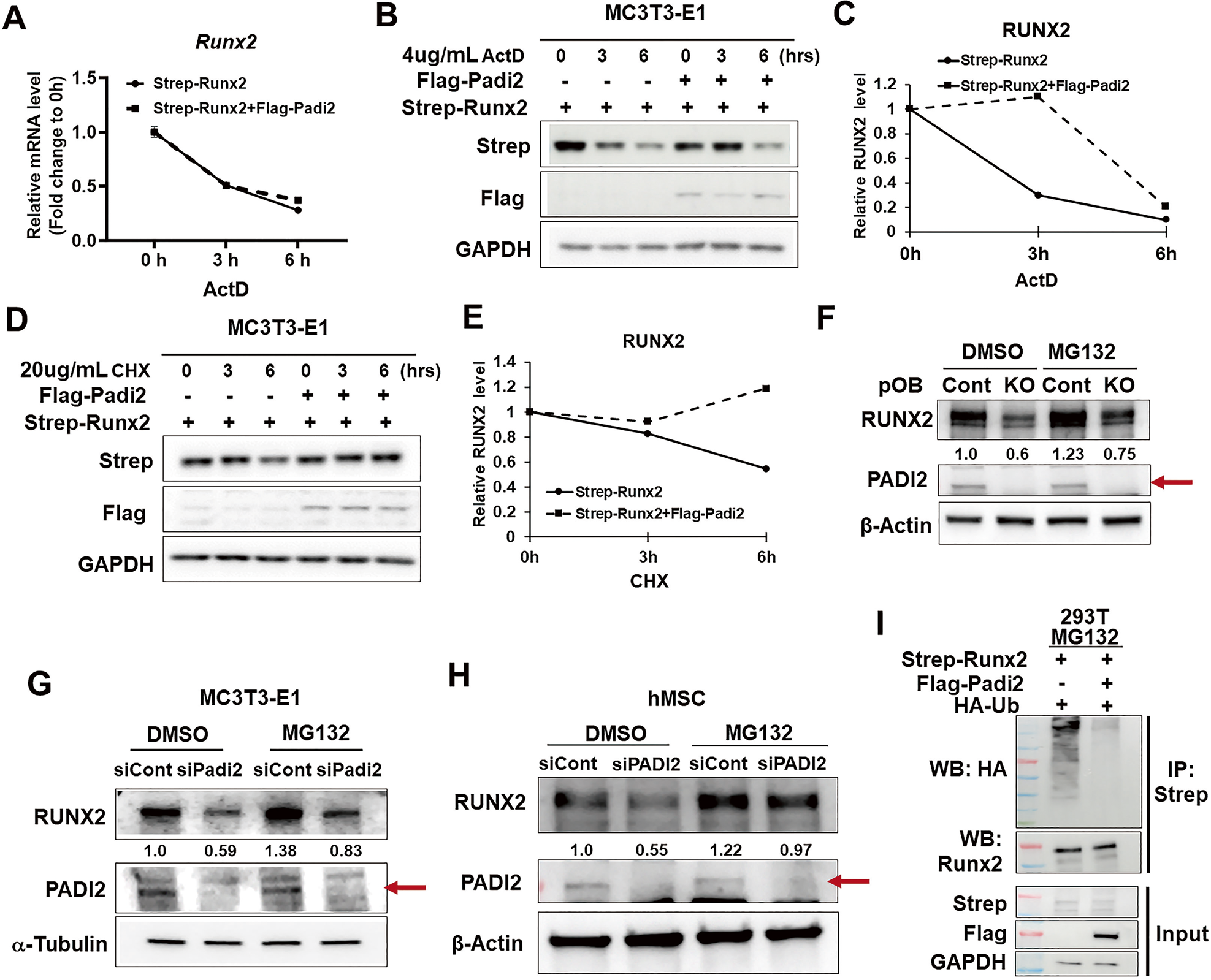 Fig. 4: PADI2 protects RUNX2 from ubiquitin-proteasomal degradation pathway.
