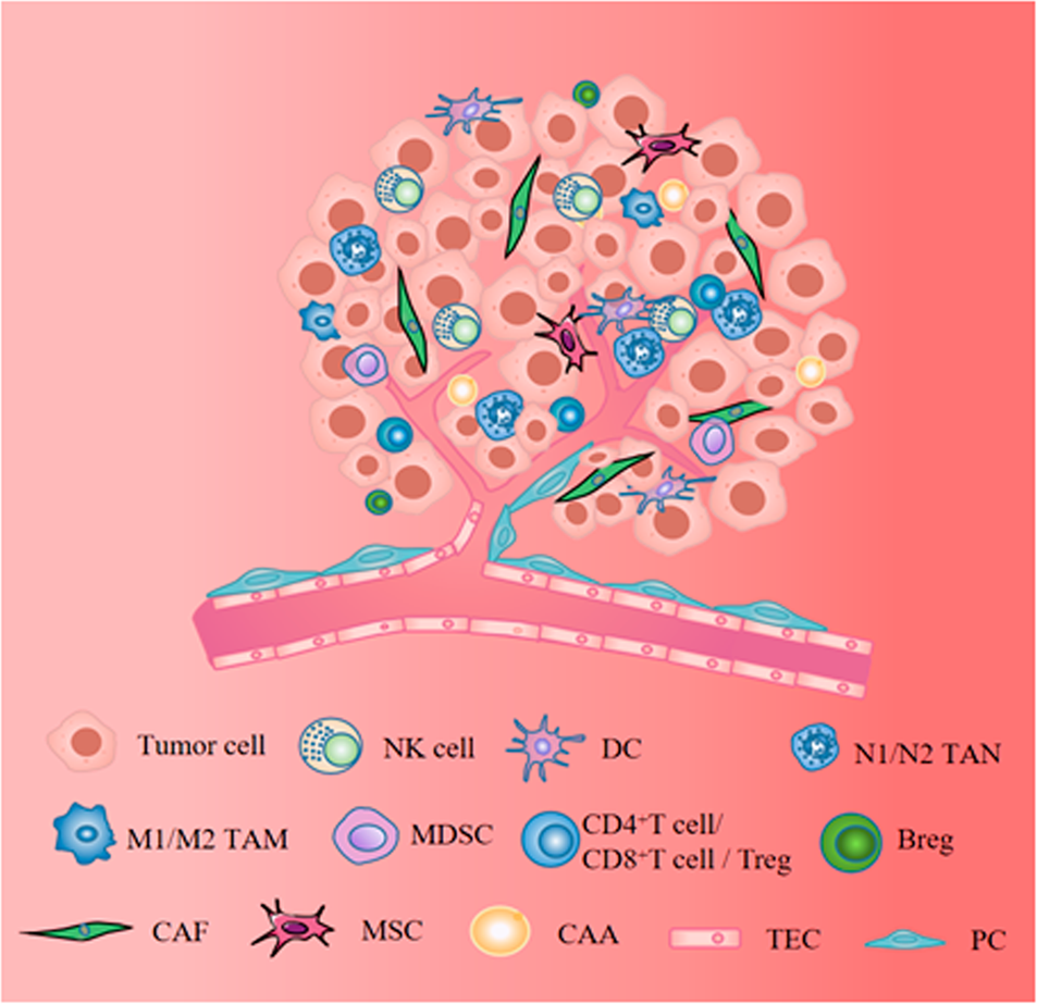 Stromal cells in the tumor microenvironment: accomplices of tumor  progression? | Cell Death & Disease