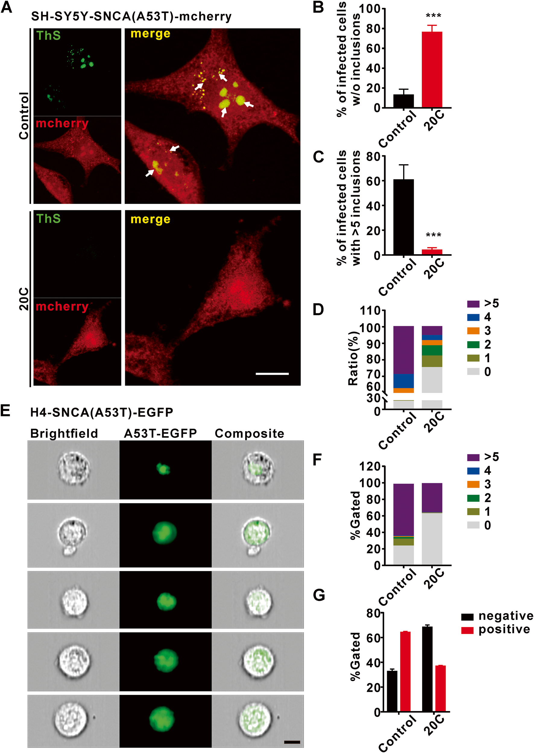 Fig. 2: 20C inhibited of α-Syn aggregate in SNCA (A53T) overexpression neurons.