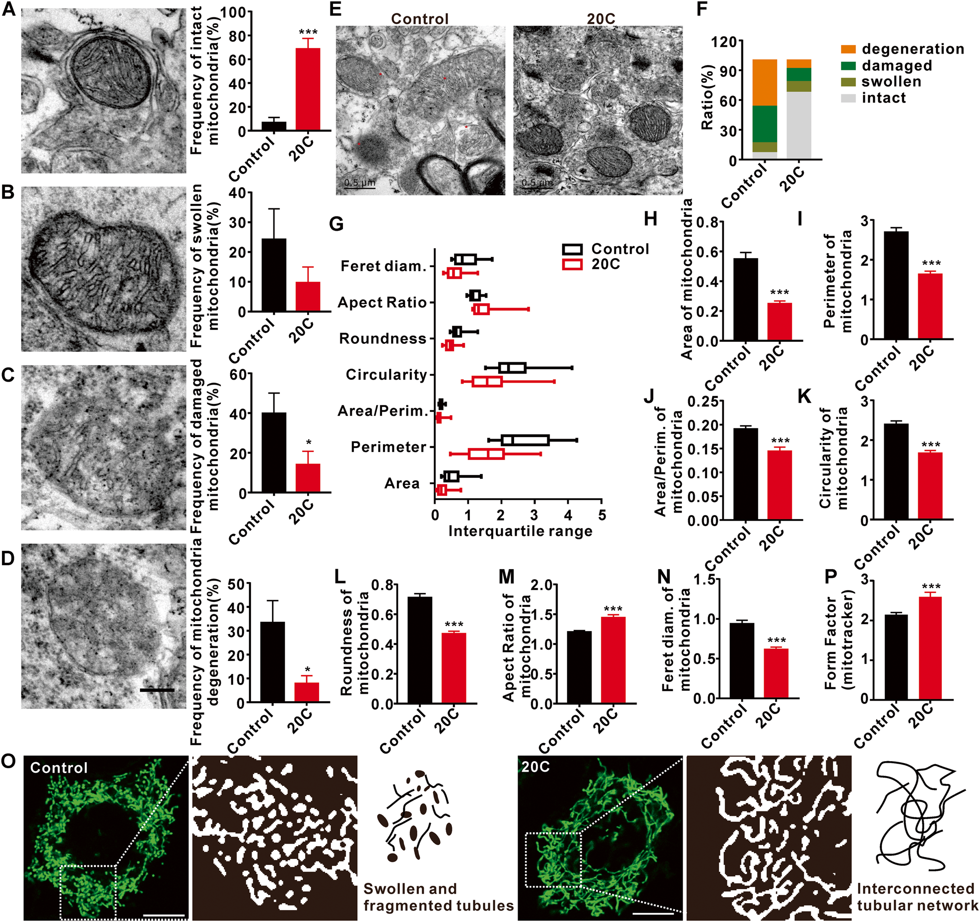Fig. 7: The protective effect of 20C on mitochondrial morphology.