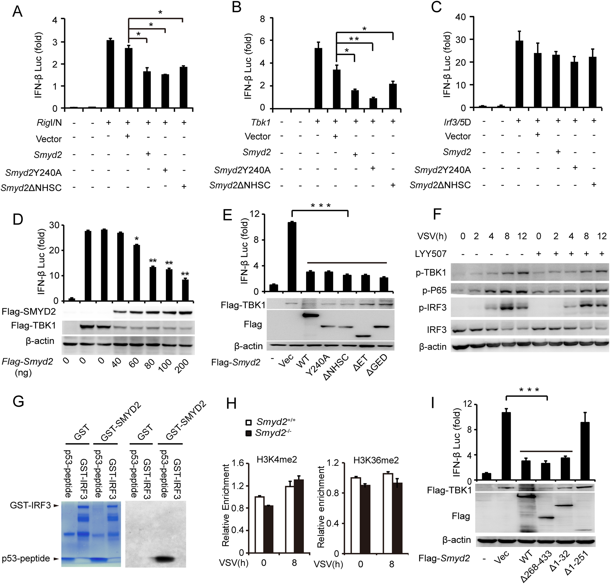 Fig. 6: SMYD2 inhibits antiviral IFN-β production independent of its methyltransferase activity.