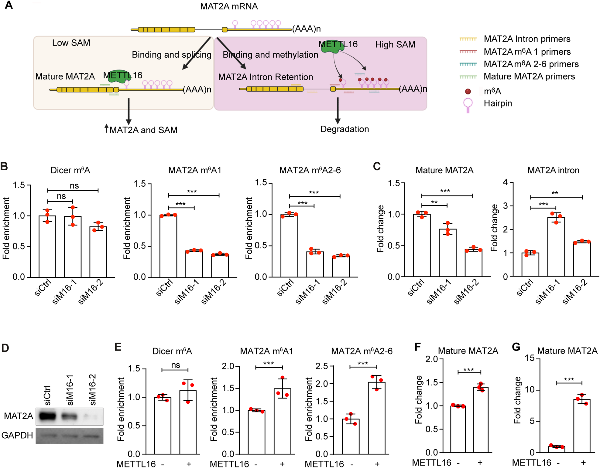 Fig. 2: METTL16 binds and methylates MAT2A to mediate MAT2A splicing and expression.
