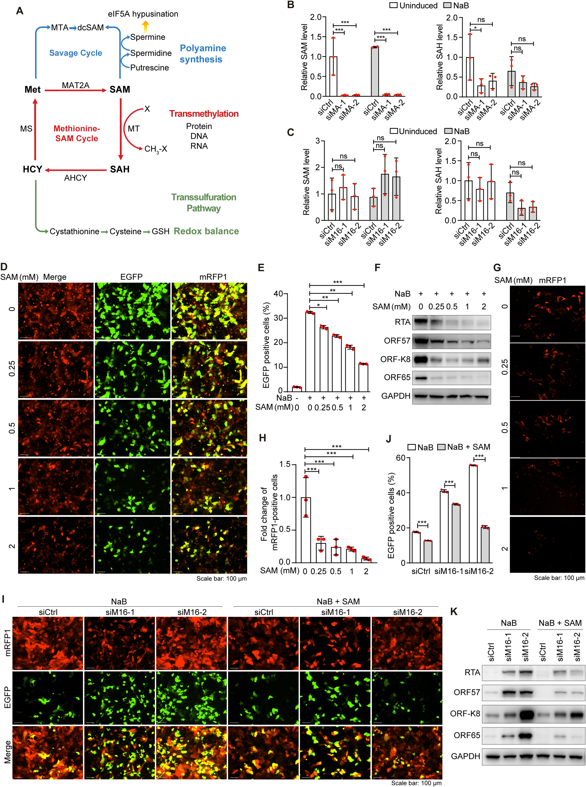 Fig. 4: METTL16 and MAT2A mediates the KSHV lytic replication by regulating intracellular SAM level.