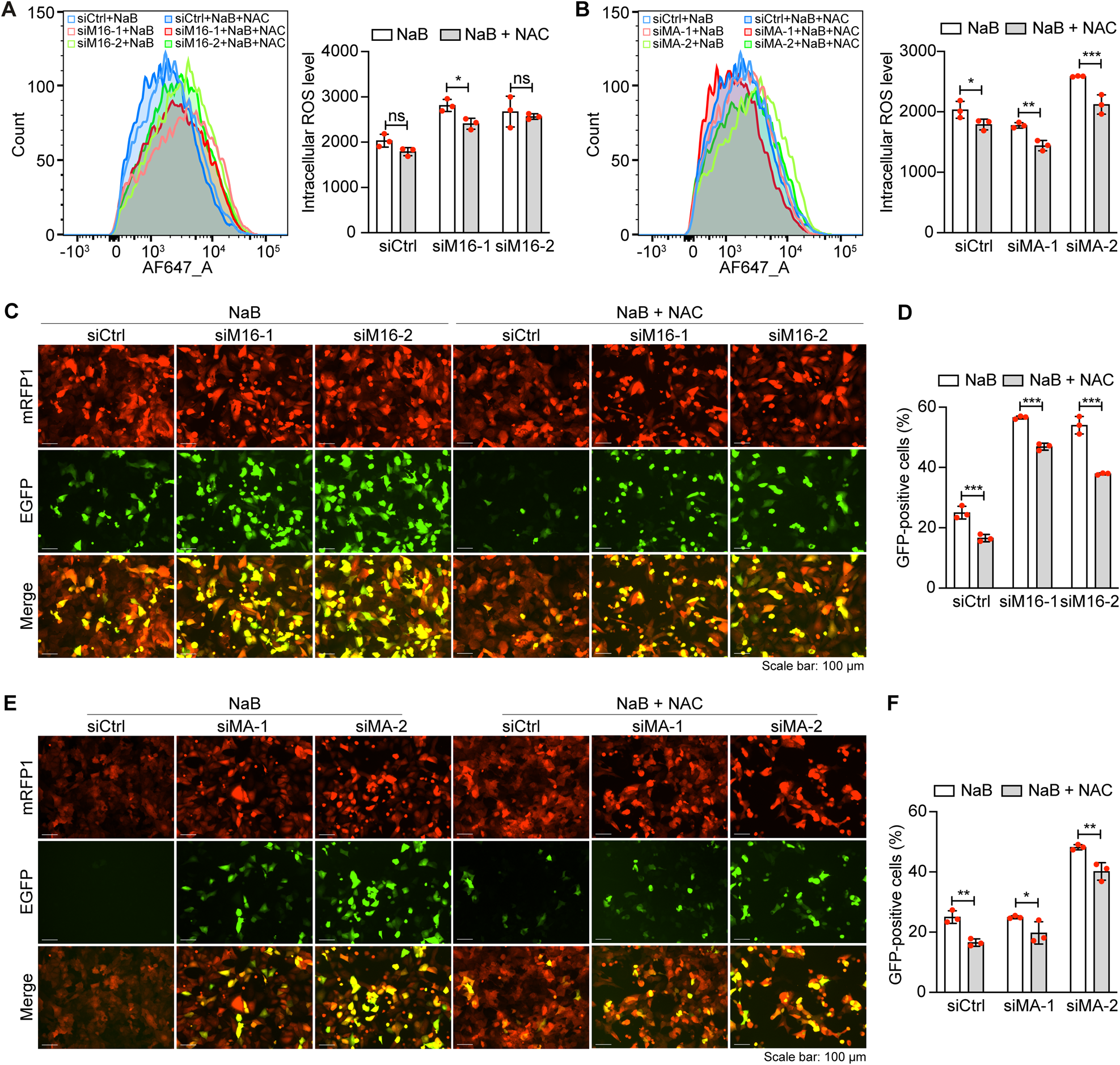 Fig. 6: METTL16 and MAT2A regulate intracellular ROS level to control KSHV lytic replication.