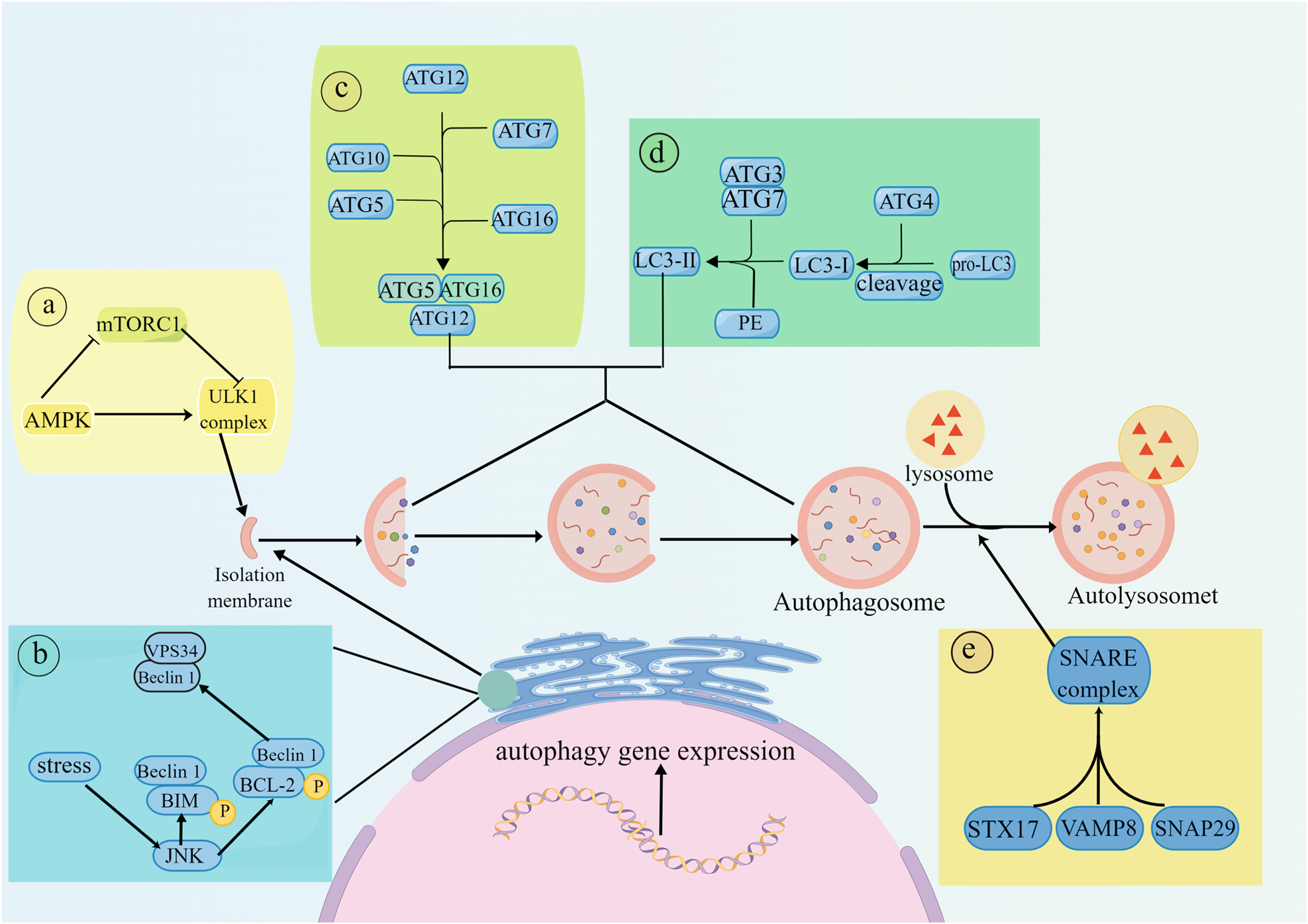 Targeting PP2A-dependent autophagy enhances sensitivity to