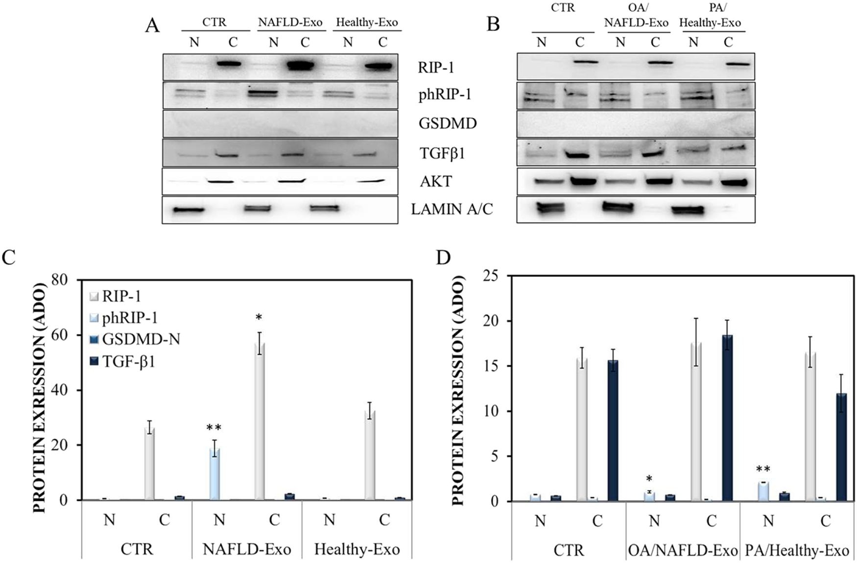Fig. 5: Intracellular expression of RIP-1, phospho-RIP-1, GSDMD, and TGF-β1 in Hepa-RG cells.