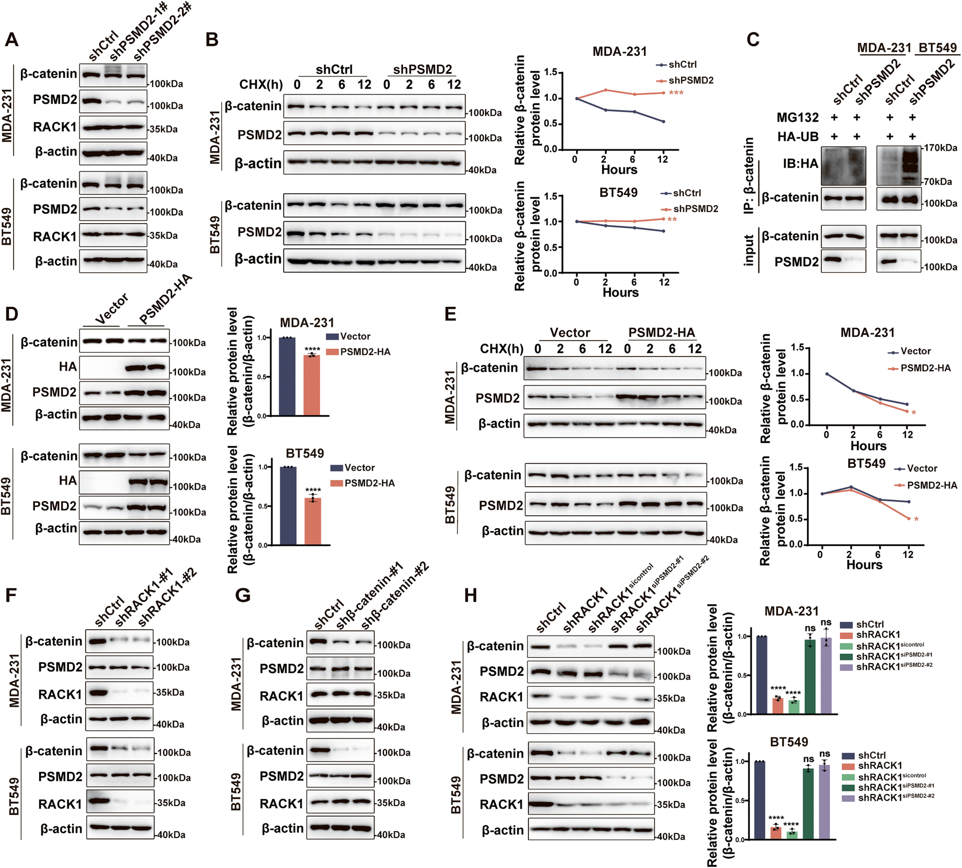 Fig. 5: PSMD2 regulates β-catenin stability in breast cancer cells.