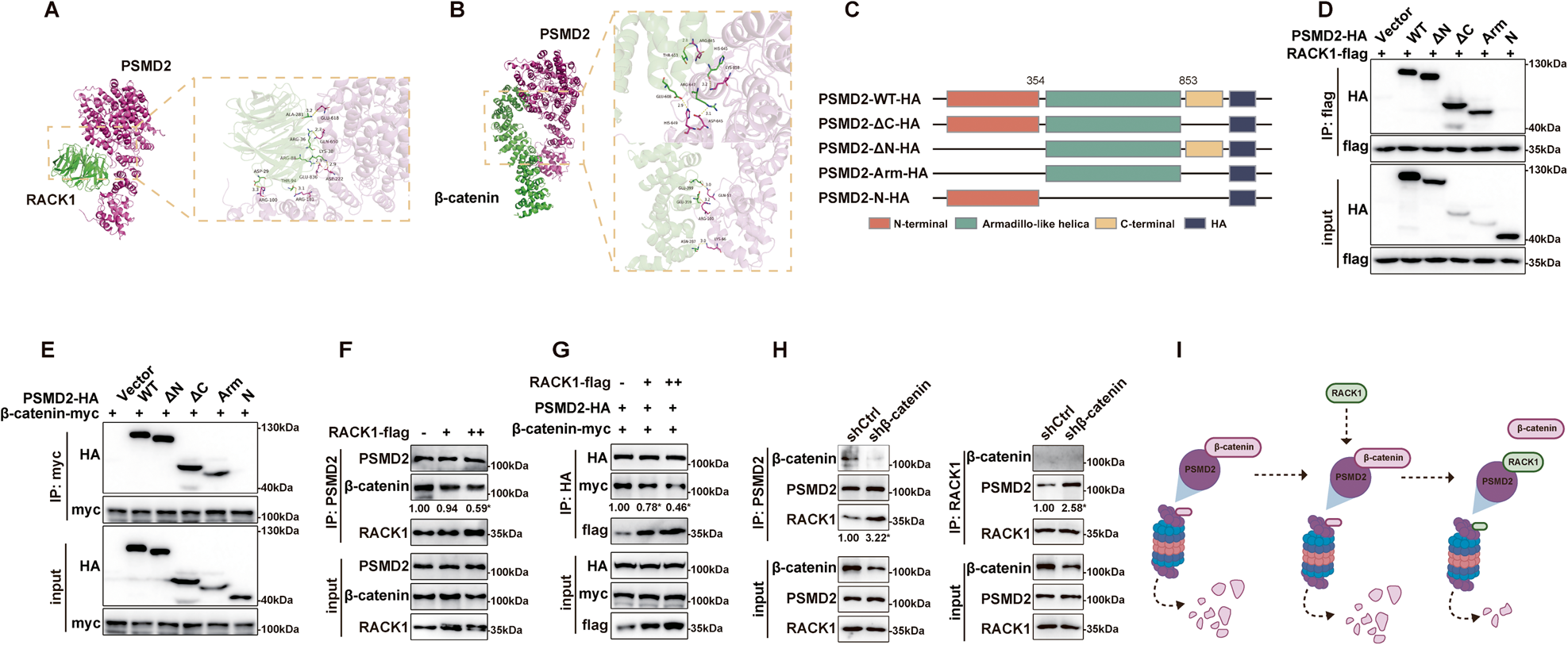Fig. 7: RACK1 competes with β-catenin for binding to the Armadillo-like helical domain of PSMD2.