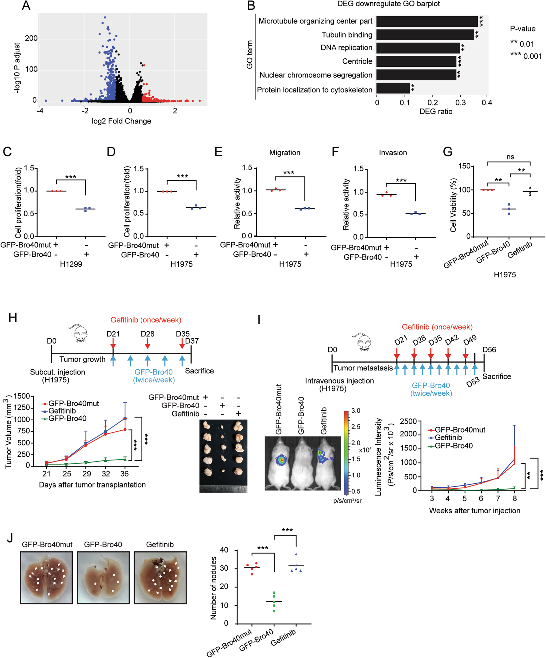 Fig. 7: PTPN23 Bro40 suppresses lung cancer progression and overcomes EGFR TKI resistance.