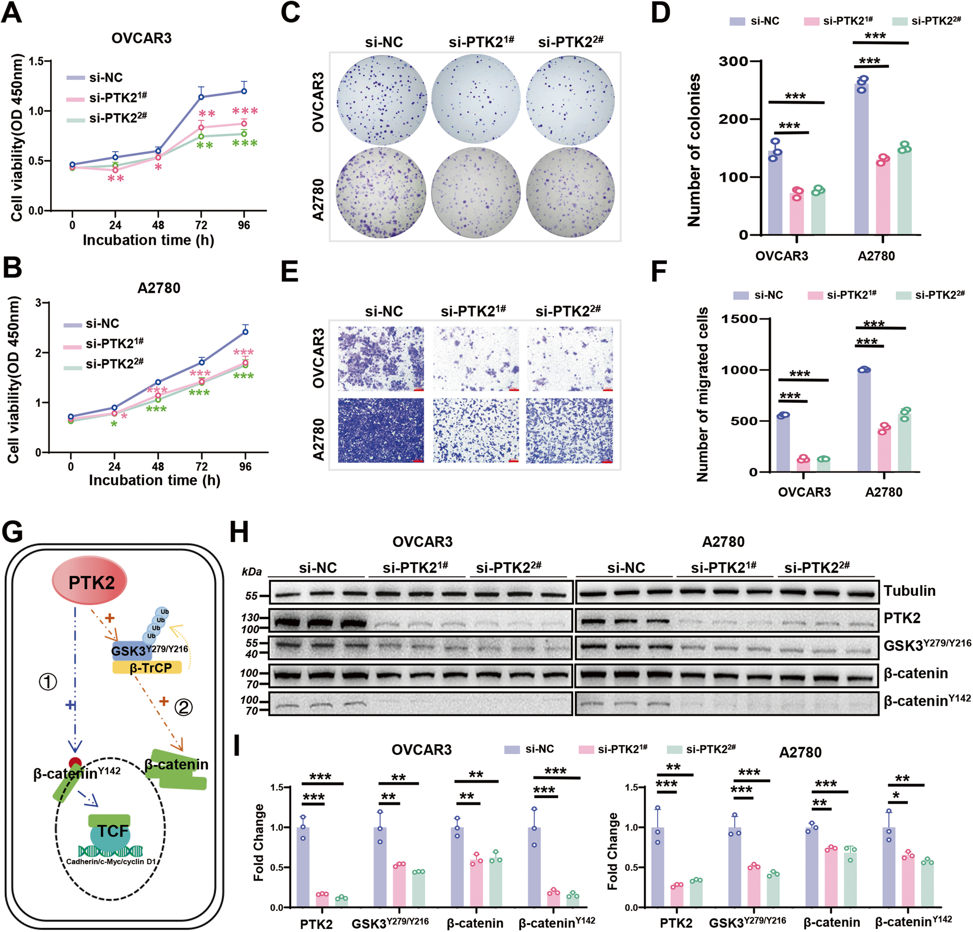 Fig. 3: Effects and underlying mechanisms of PTK2 in OC cells.