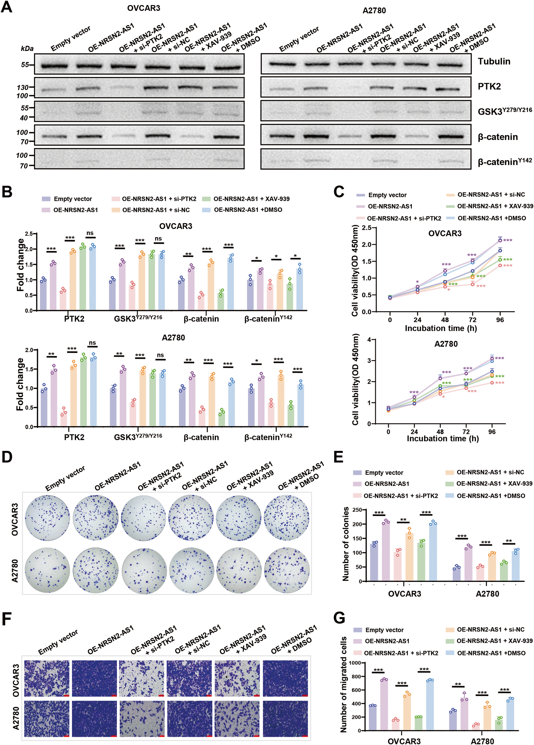 Fig. 6: Effects of NRSN2-AS1/PTK2/β-catenin pathway in OC cells.