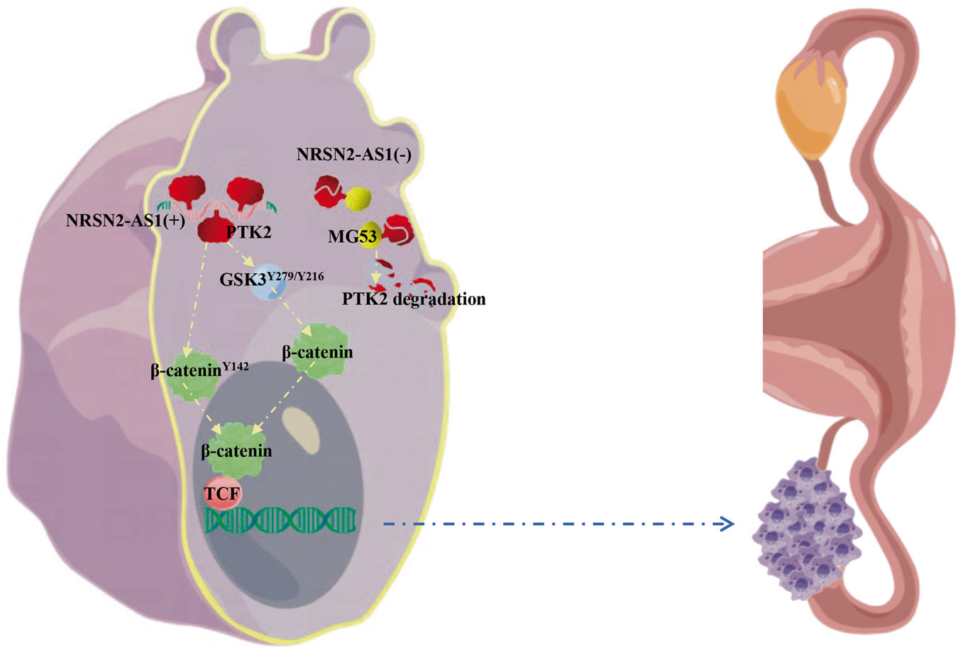 Fig. 8: Schematic diagram of the mechanism by which NRSN2-AS1 promotes OC progression.