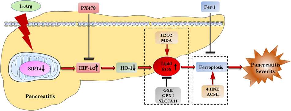 Sirtuin4 alleviates severe acute pancreatitis by regulating HIF-1α/HO-1 mediated ferroptosis