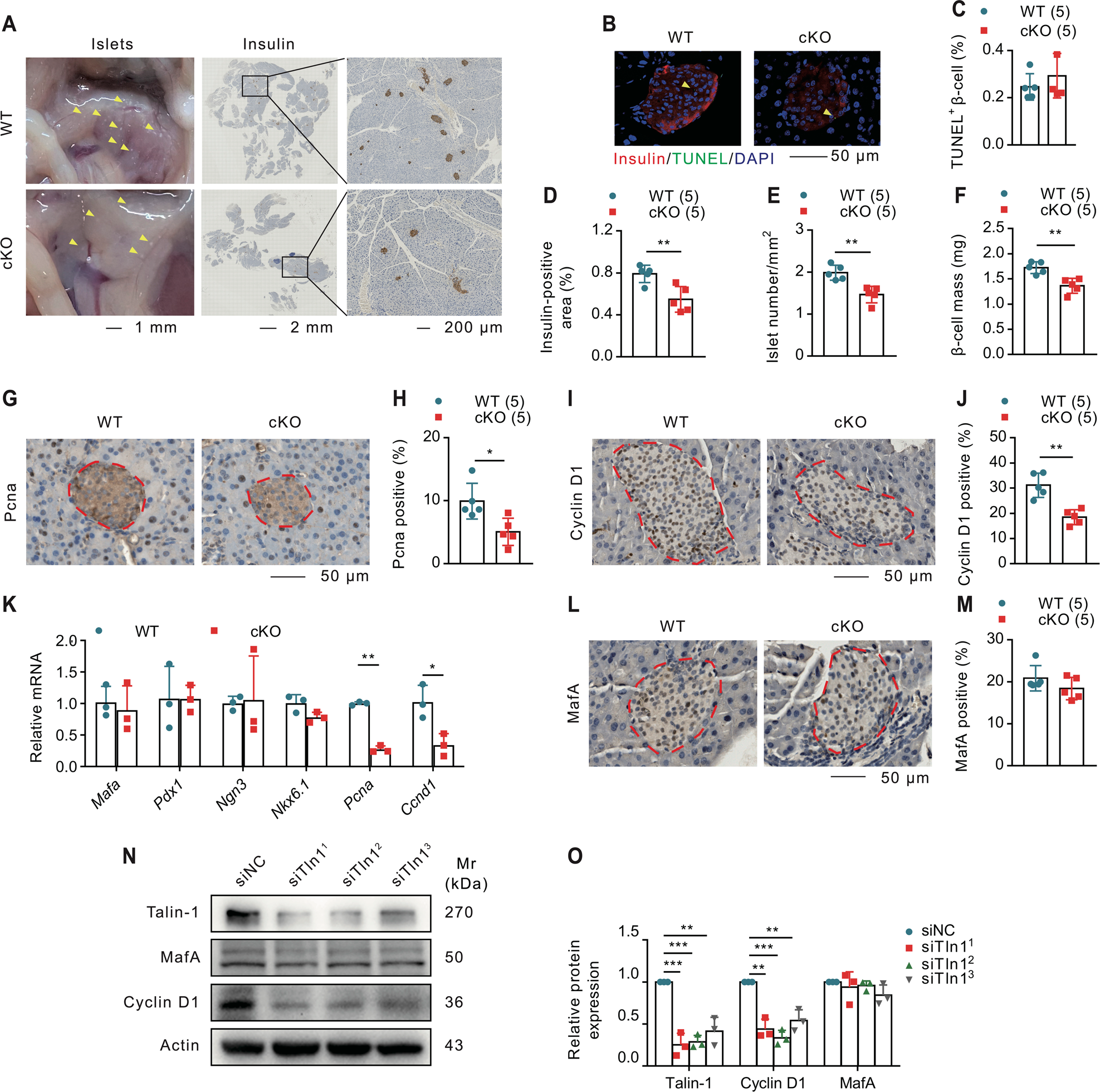 Fig. 3: Talin-1 deficiency reduces β-cell proliferation and mass.