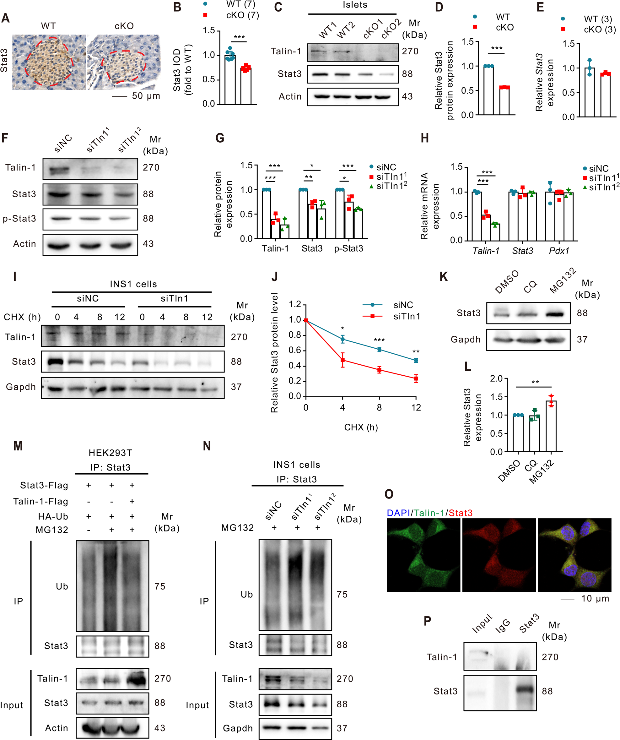 Fig. 4: Talin-1 increases Stat3 protein stability by reducing its ubiquitination.