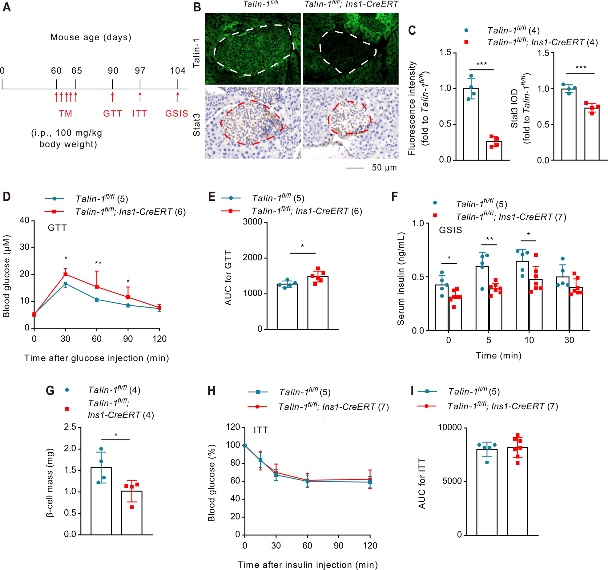 Fig. 8: Inducible deletion of β-cell Talin-1 in adult mice causes diabetes-like phenotypes.