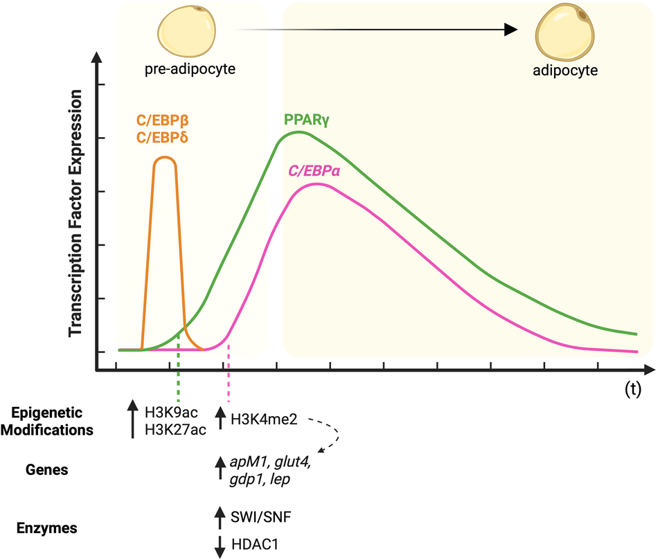 Fig. 2: Epigenetic changes in the course of adipogenic differentiation.
