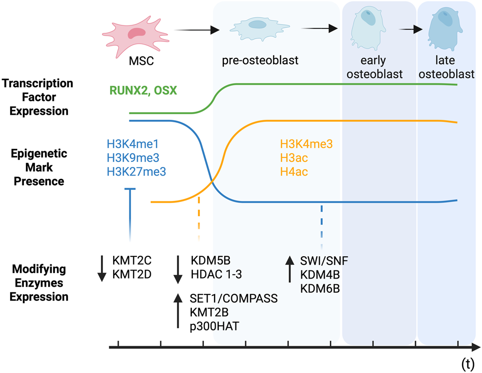 Fig. 3: Epigenetic changes during osteogenic differentiation.