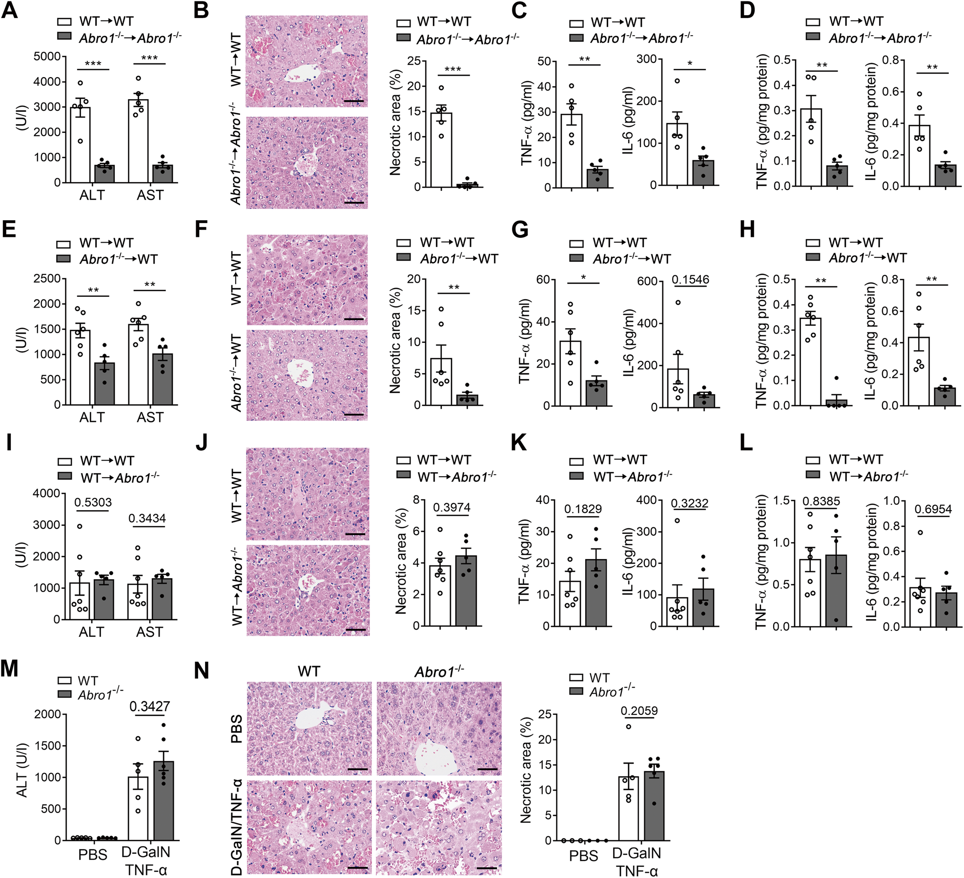 Fig. 4: BRISC deficiency-mediated hepatoprotective effect is dependent on hematopoietic cells.