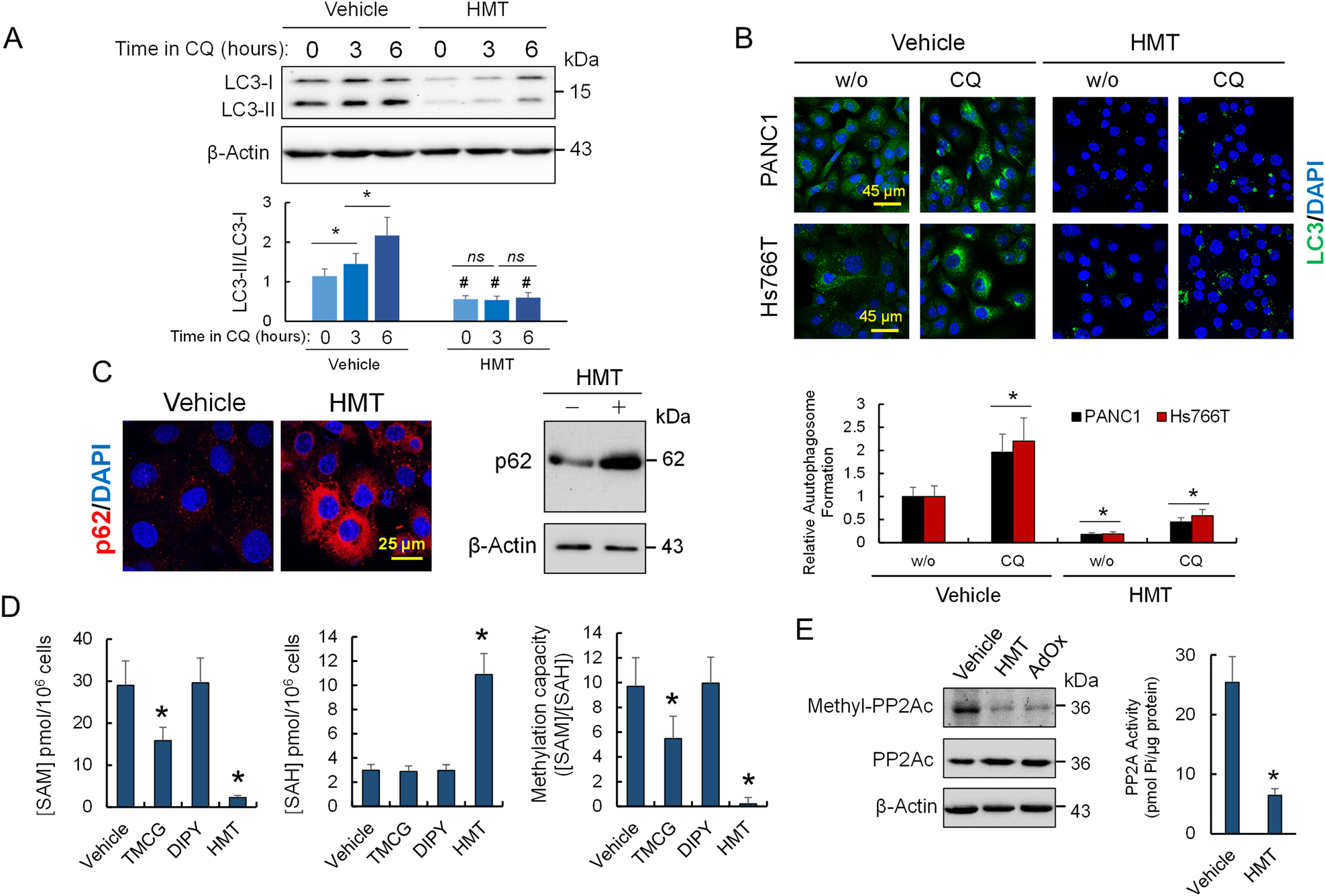 Targeting PP2A-dependent autophagy enhances sensitivity to