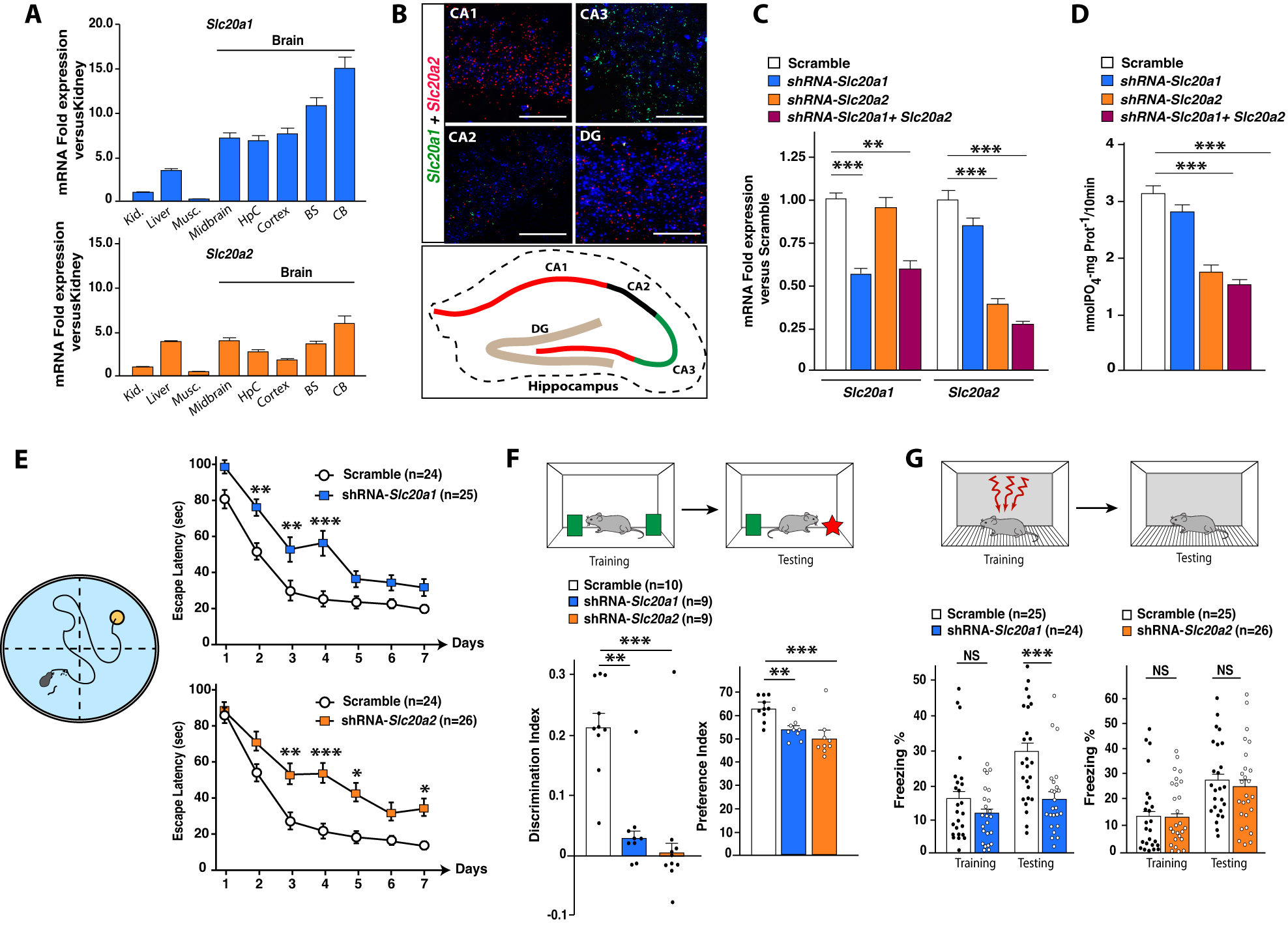Fig. 1: Hippocampal downregulation of either Slc20a1 or Slc20a2 induces learning and memory deficits.