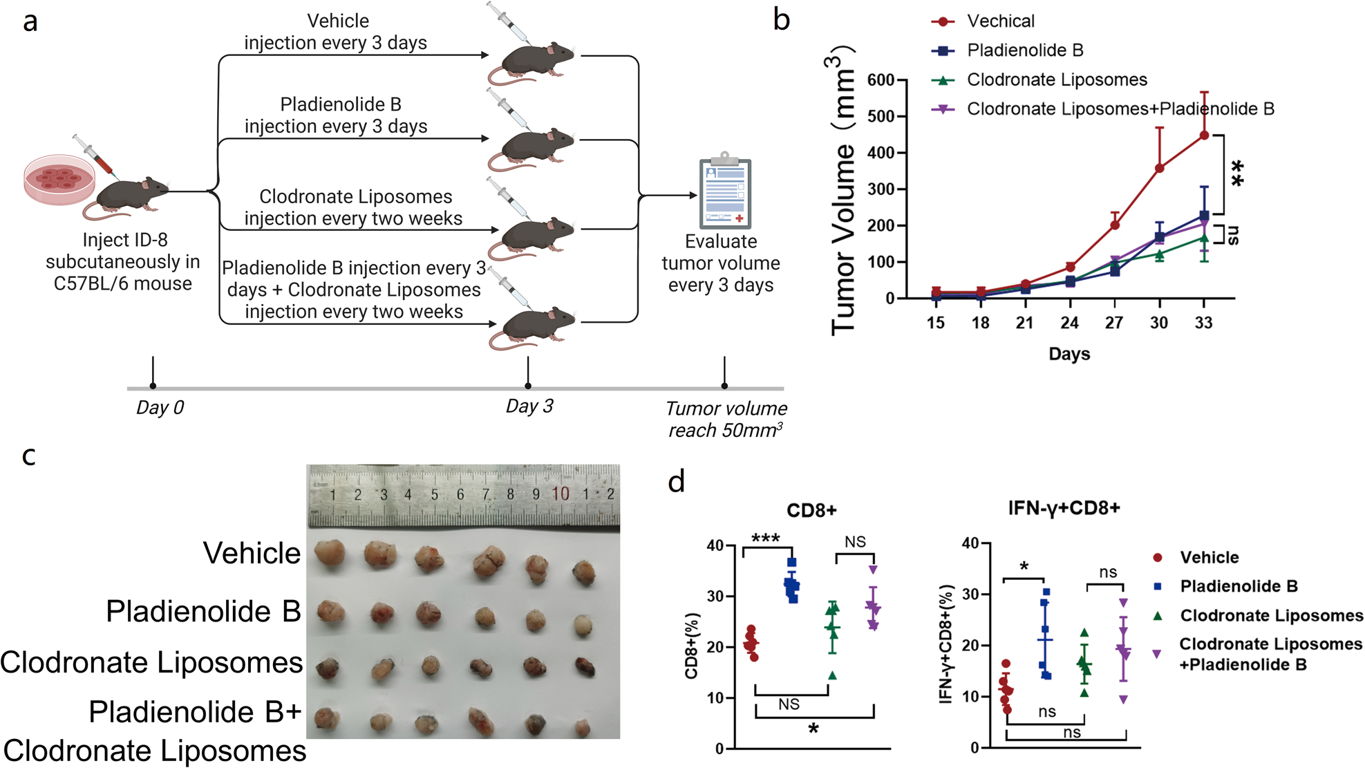 Fig. 5: Macrophages are essential for the antitumor effects of pladienolide B.