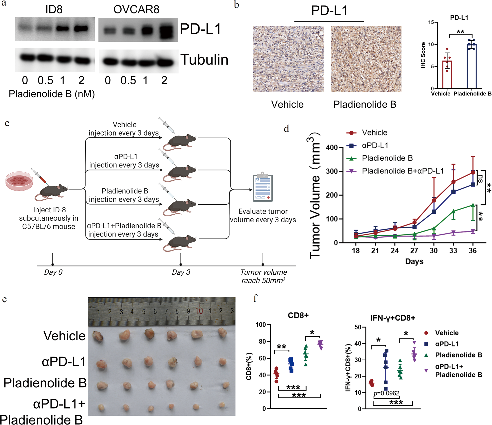 Fig. 7: Pladienolide B enhances the antitumor effect of αPDL1.