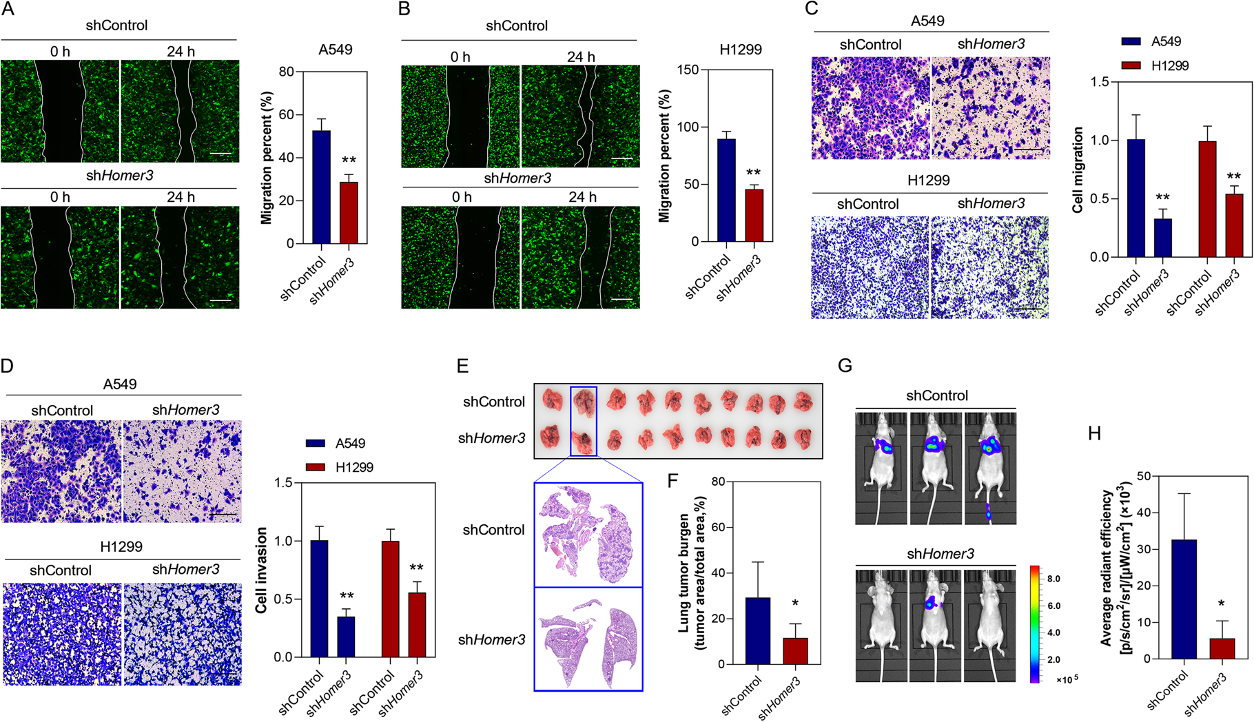 Fig. 3: HOMER3 knockdown suppresses lung cancer metastasis.